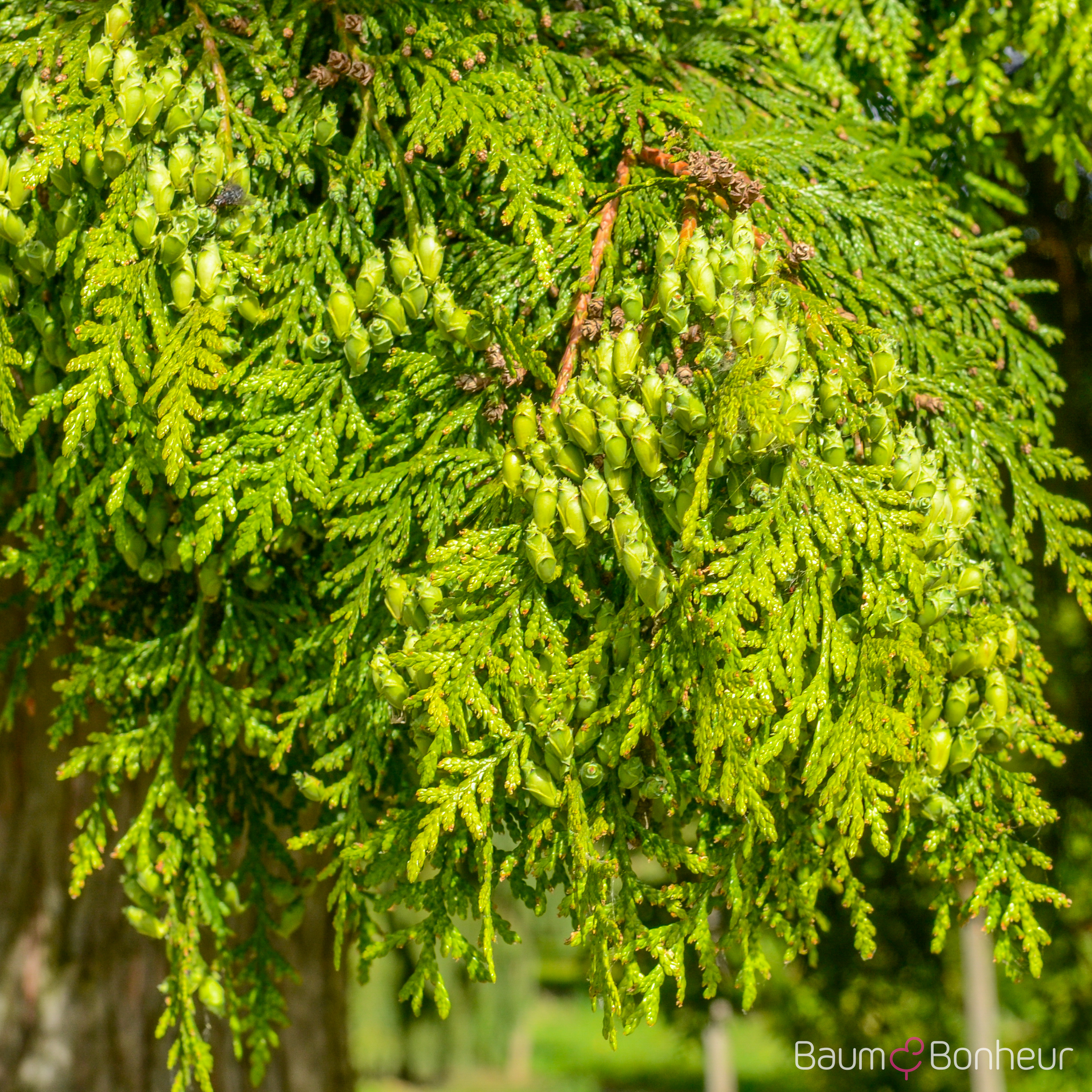 Thuja plicata 'Atrovirens'