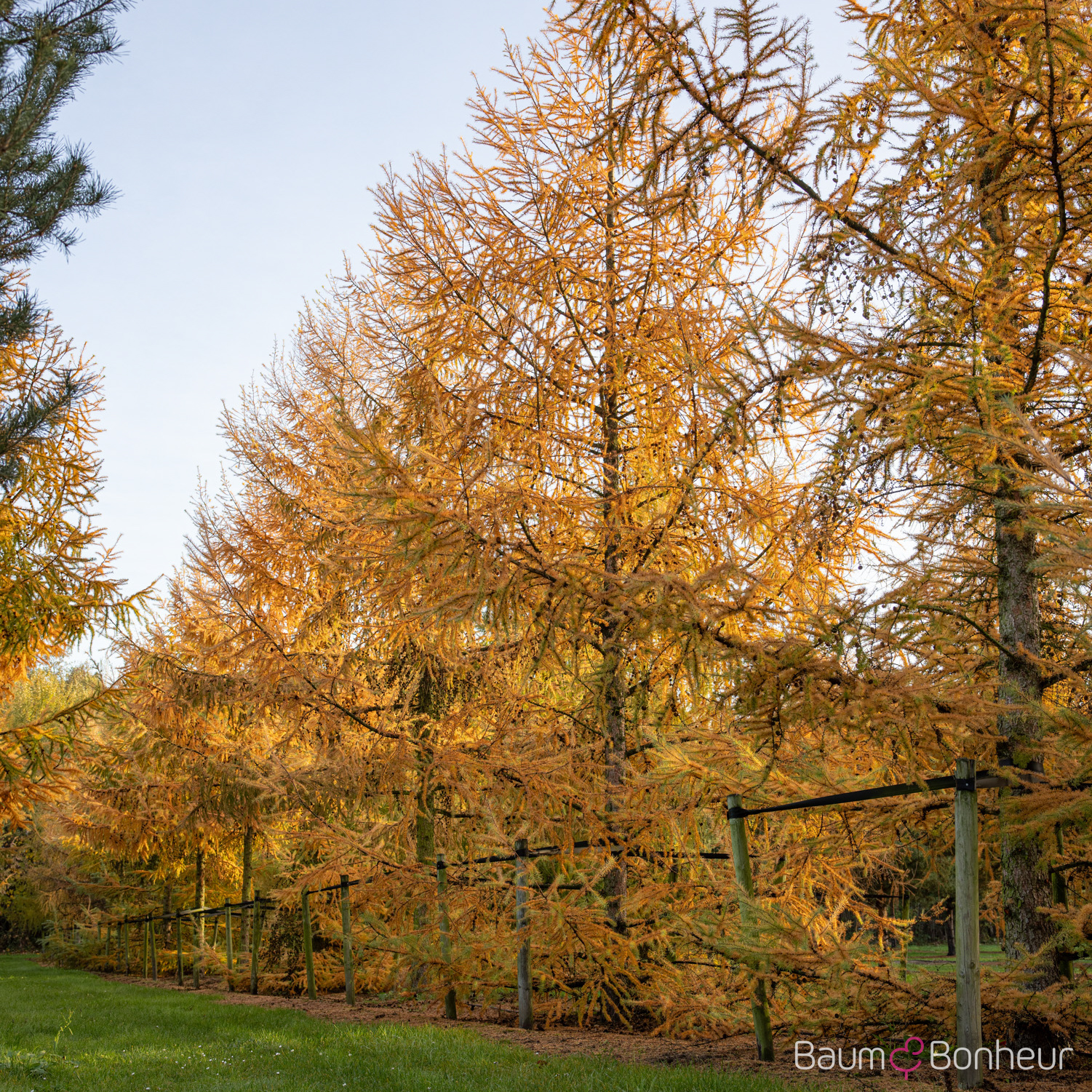 Larix decidua