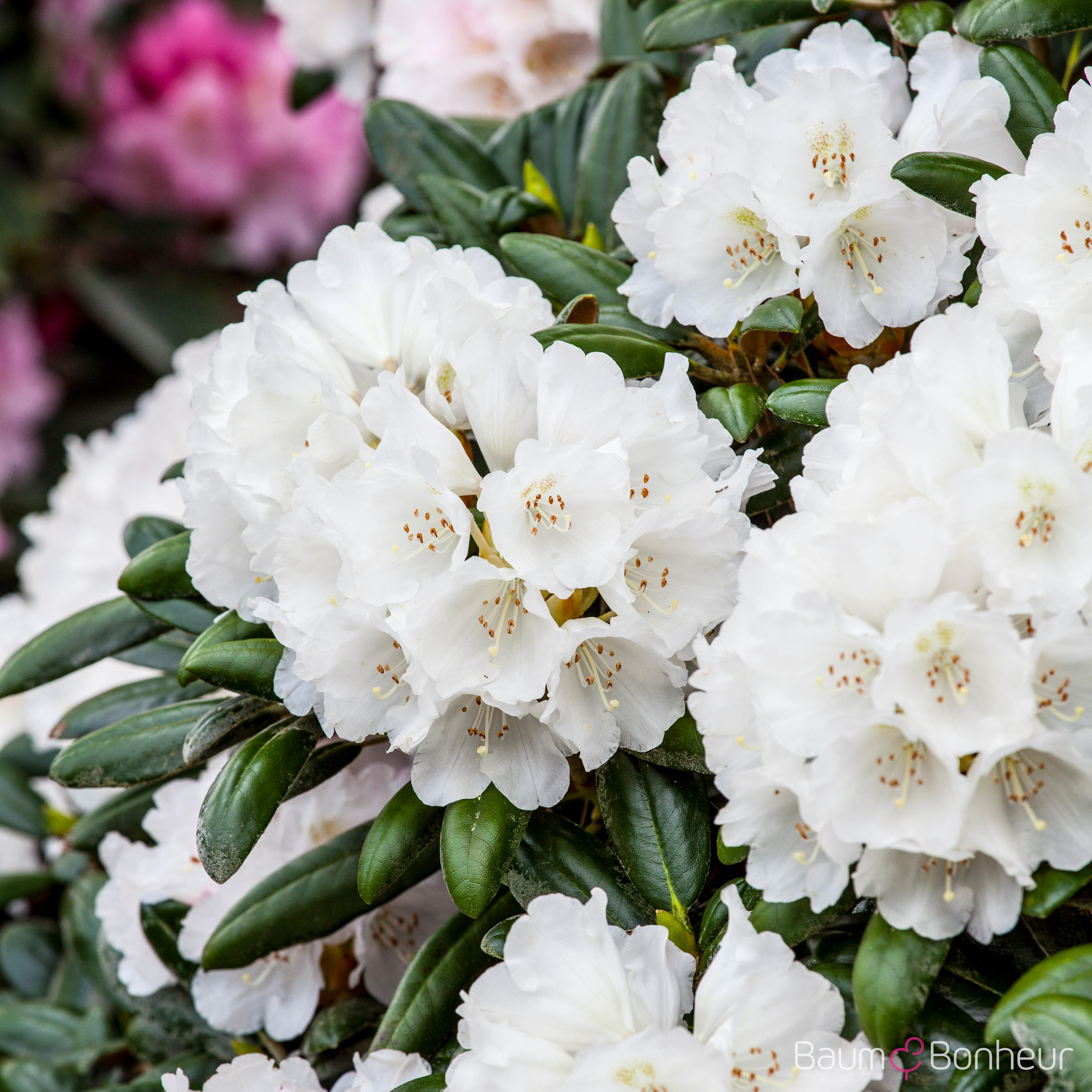 Rhododendron yakushimanum 'Koichiro Wada'