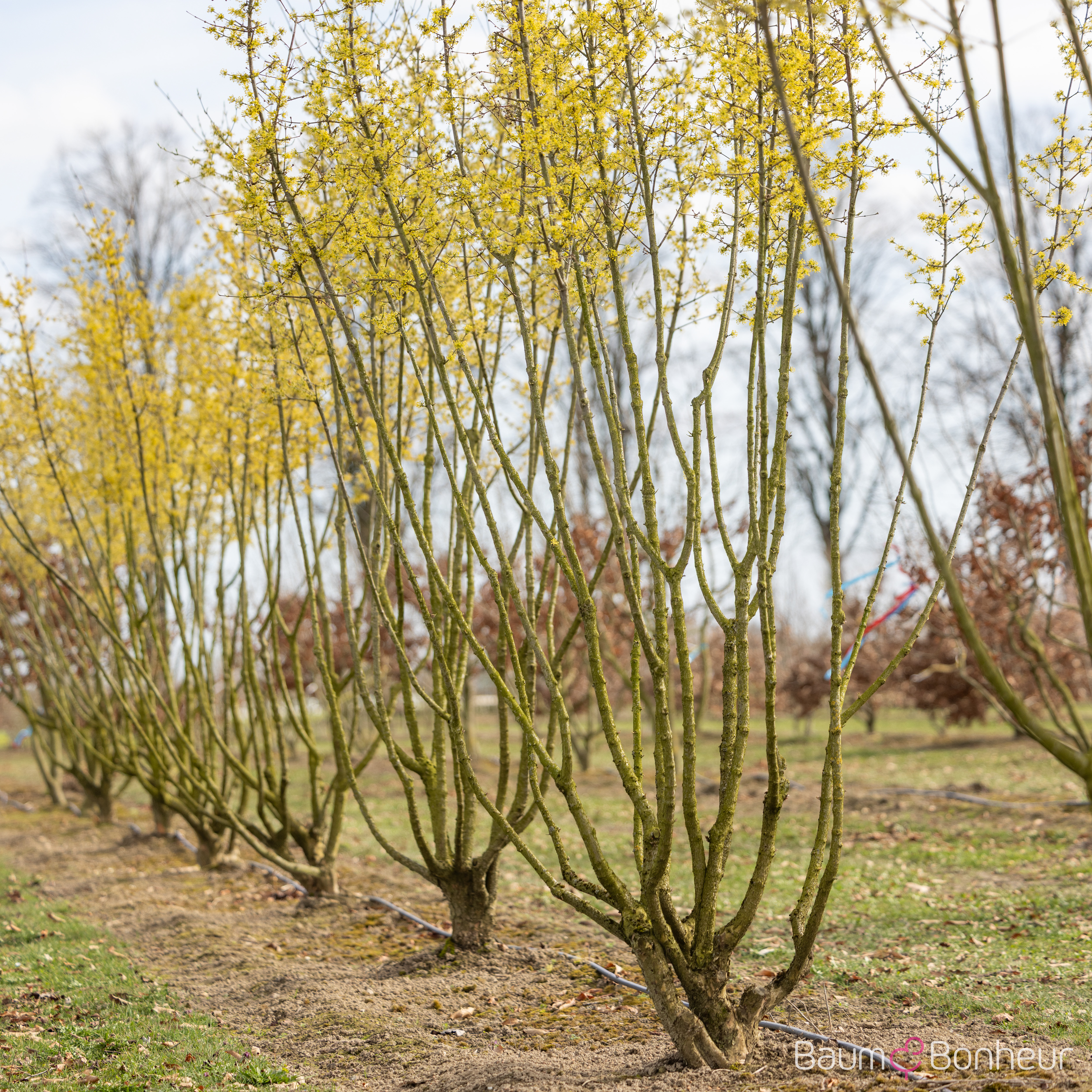Cornus mas