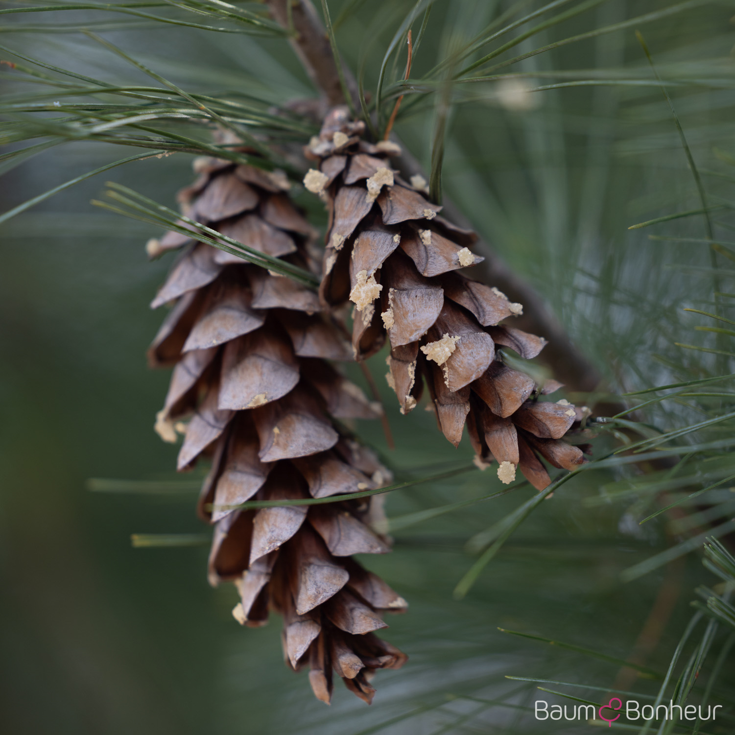 Pinus wallichiana 'Densa Hill'