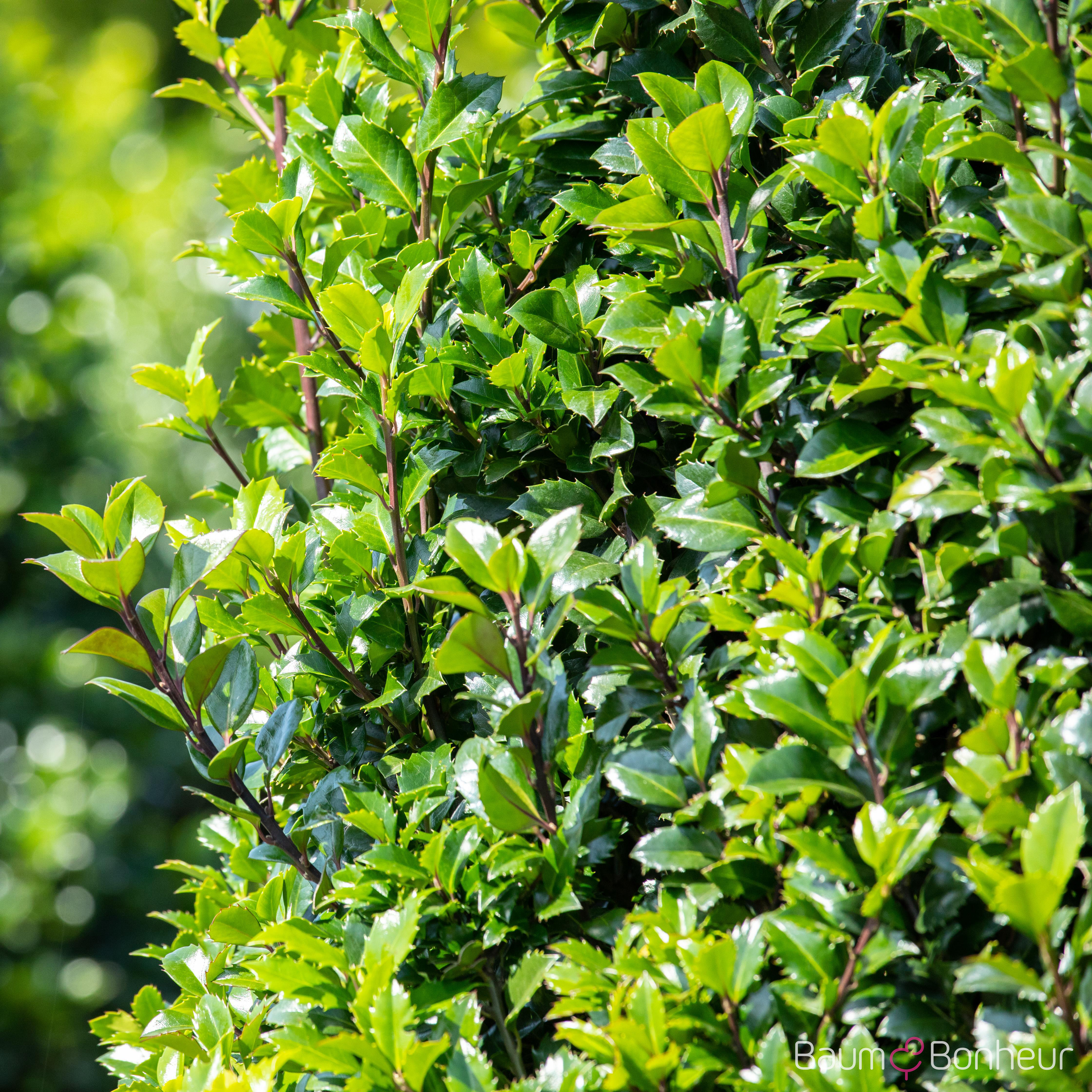 Ilex meserveae 'Heckenstar'®