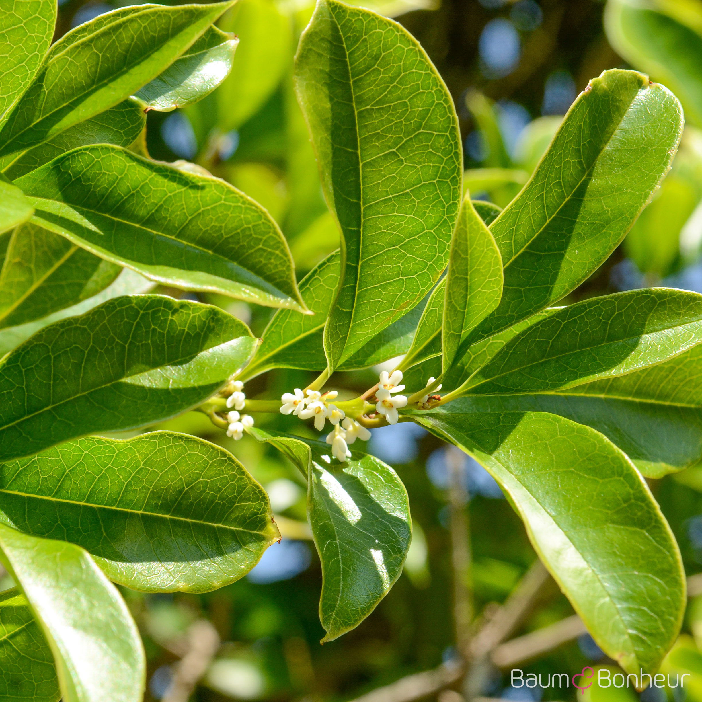 Osmanthus fragrans
