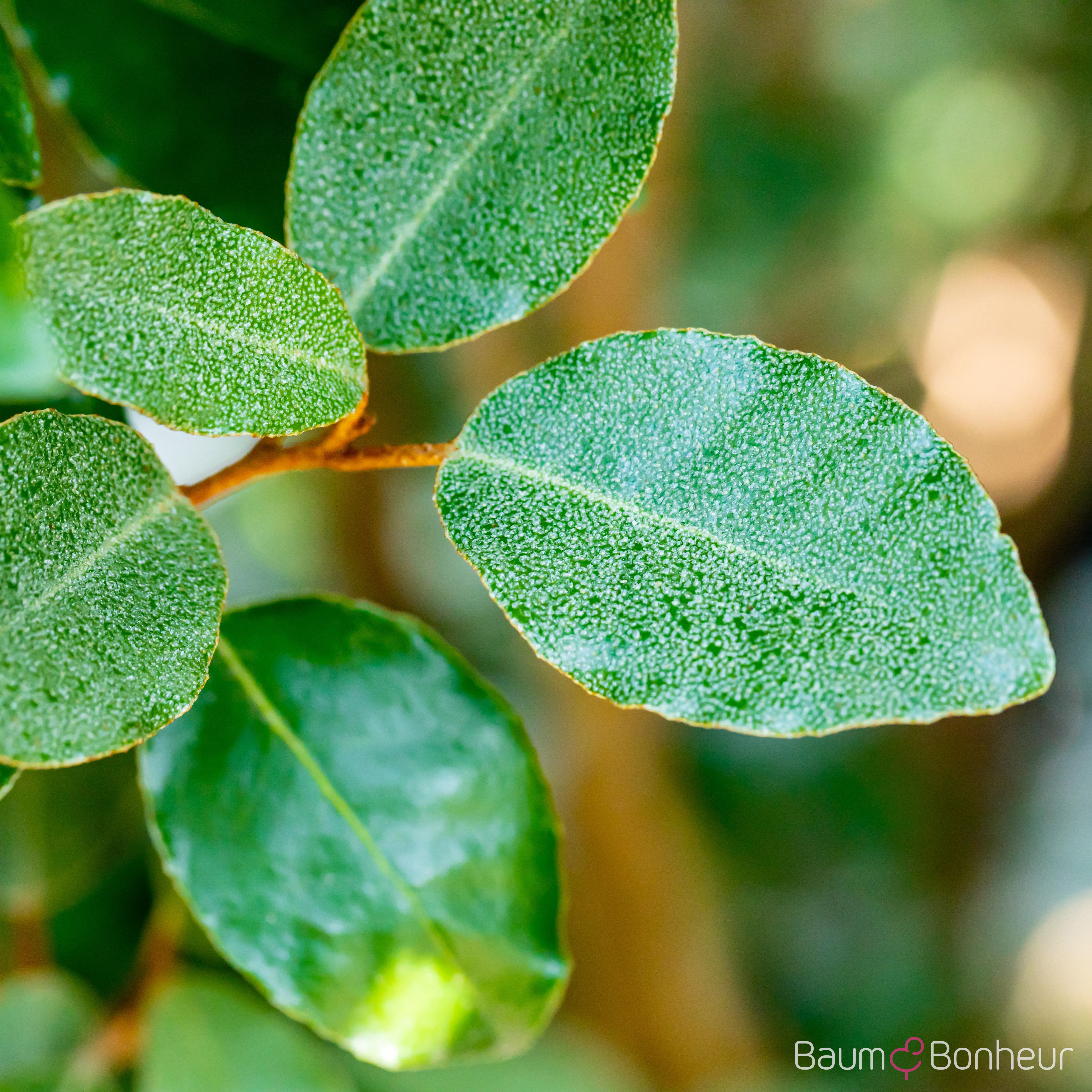 Elaeagnus ebbingei