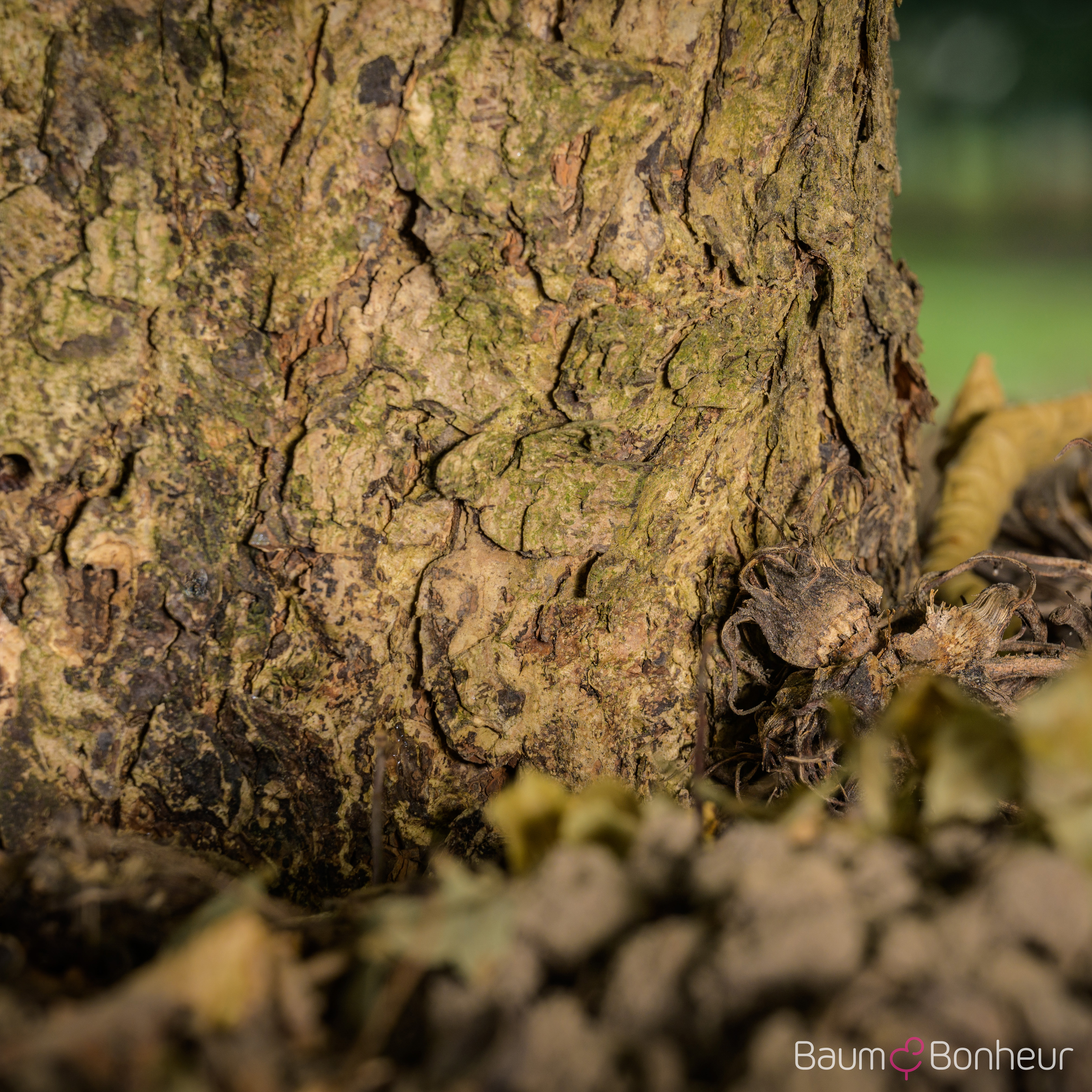 Corylus colurna