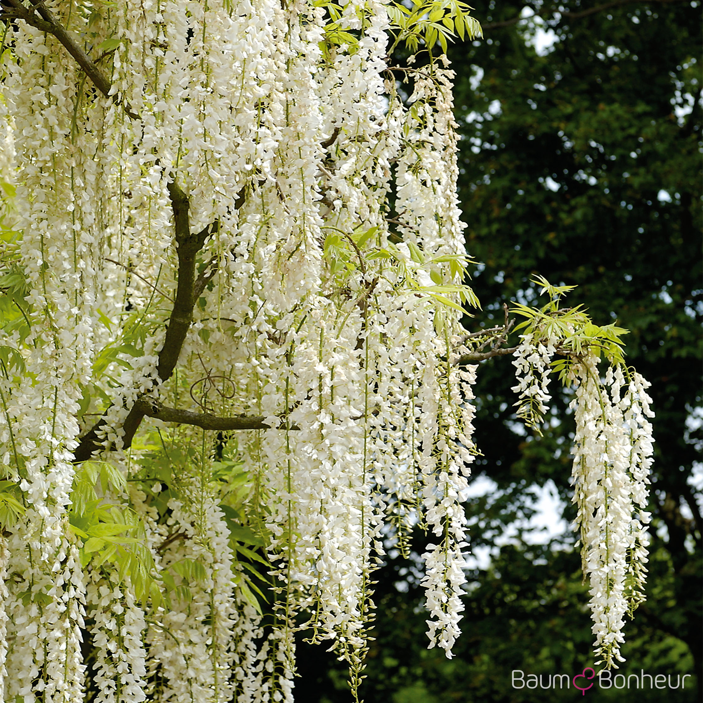 Wisteria sinensis 'Alba'