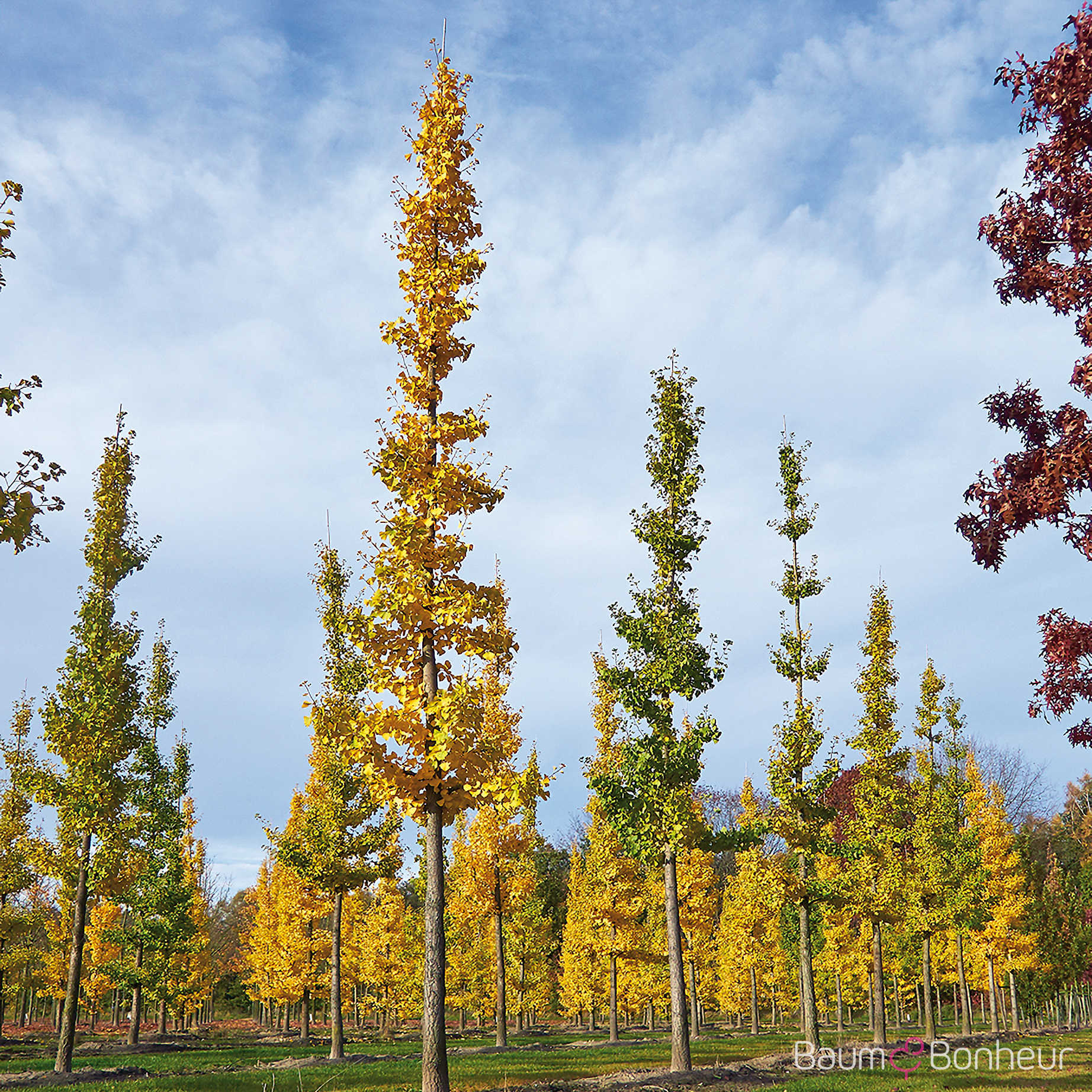 Ginkgo biloba