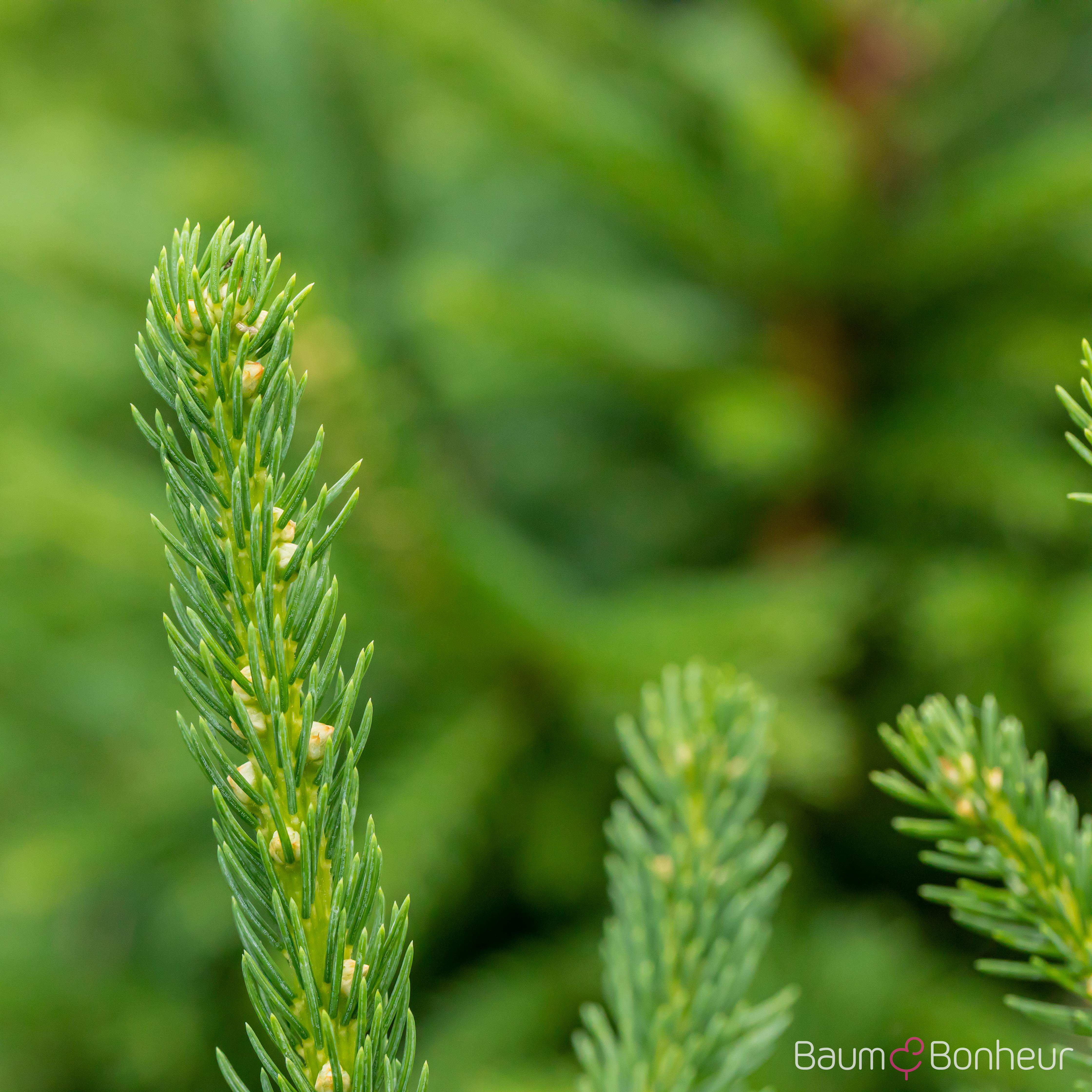 Picea abies 'Ohlendorffii'