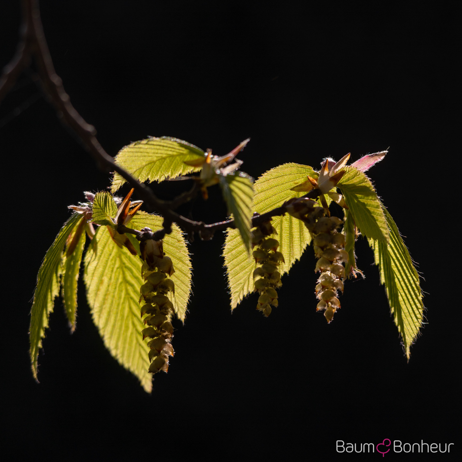 Carpinus betulus 'Pendula'