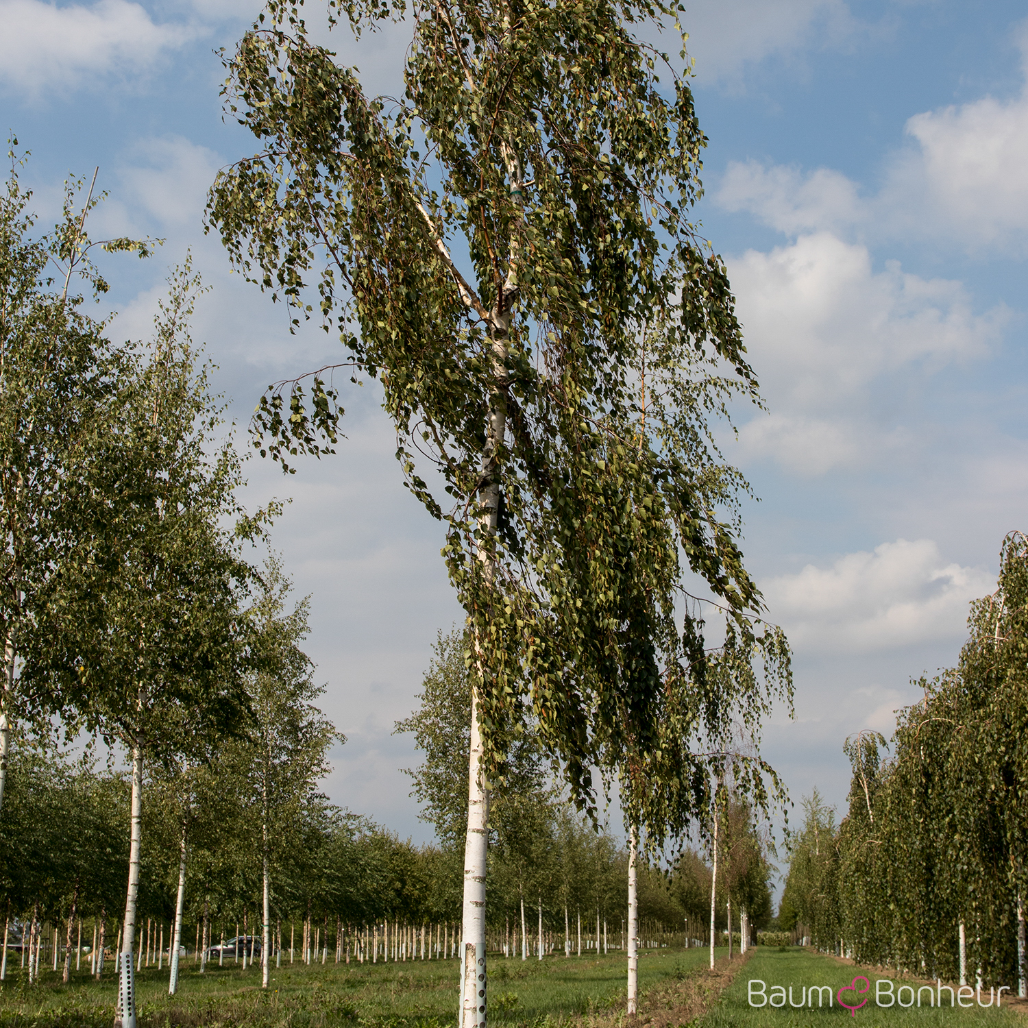 Betula pendula 'Tristis'