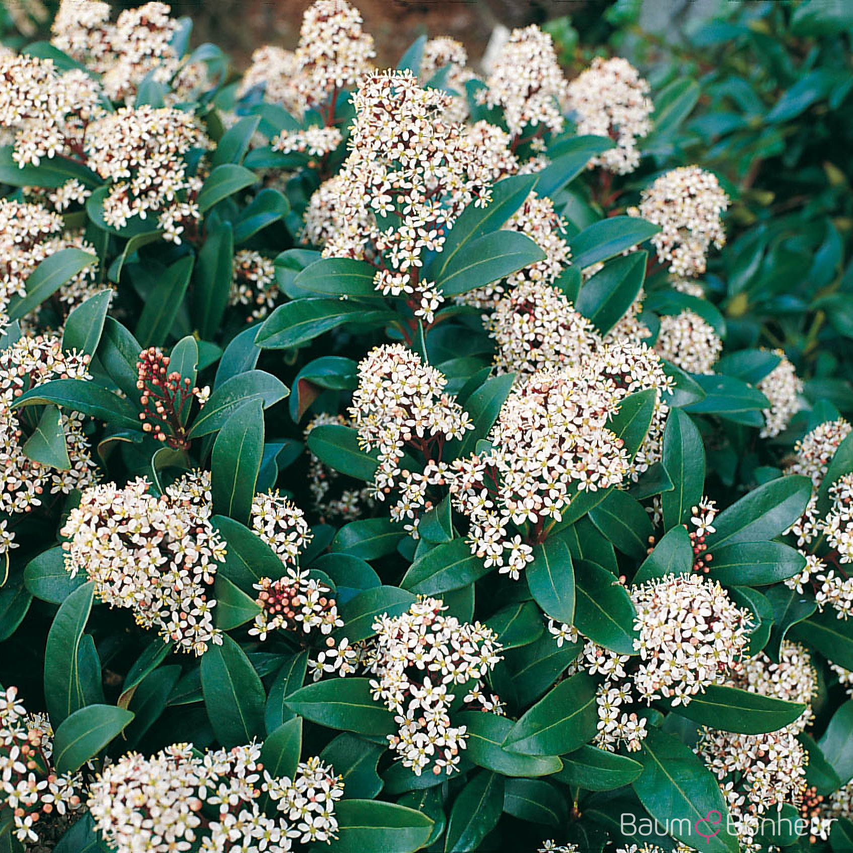 Skimmia japonica 'Rubella'