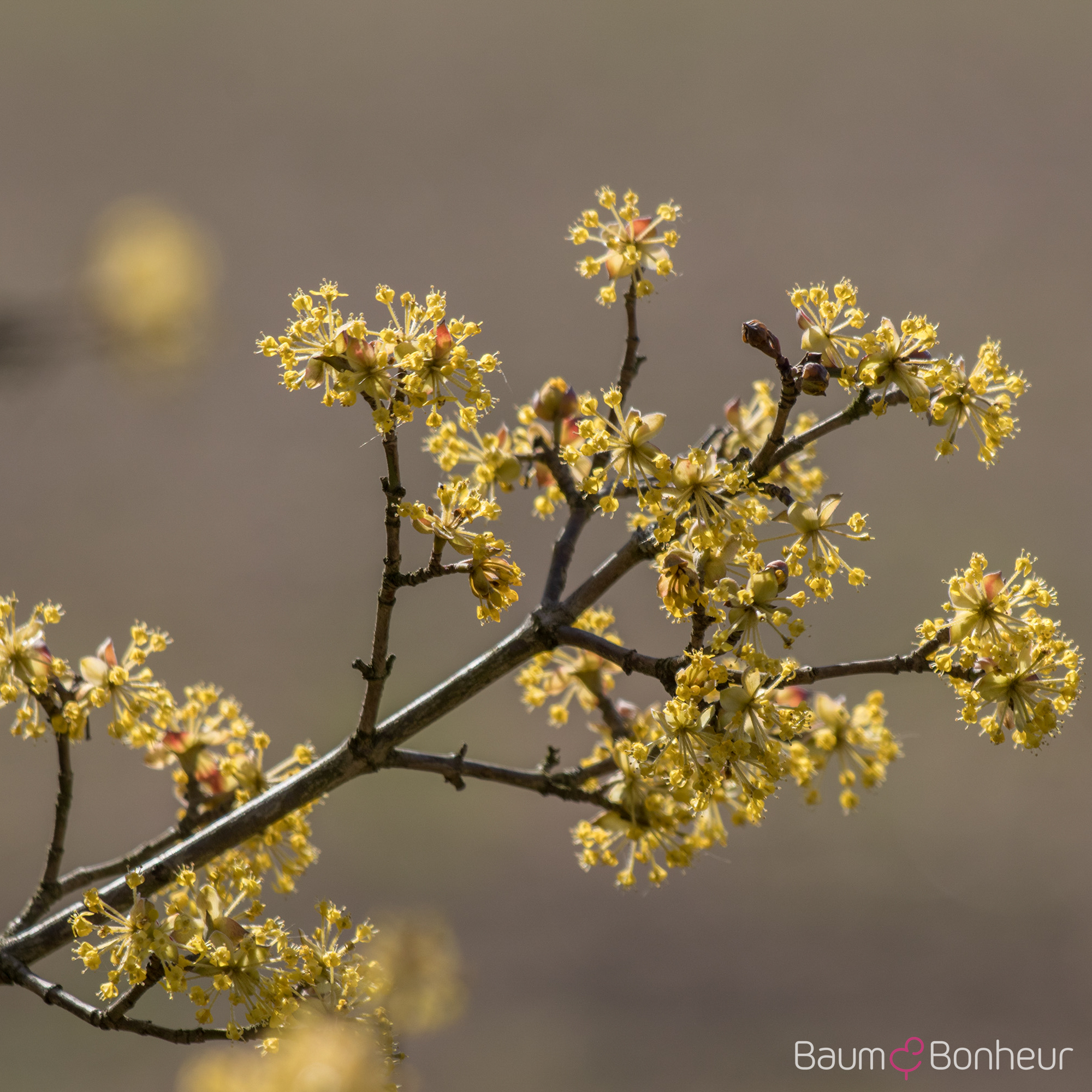 Cornus mas