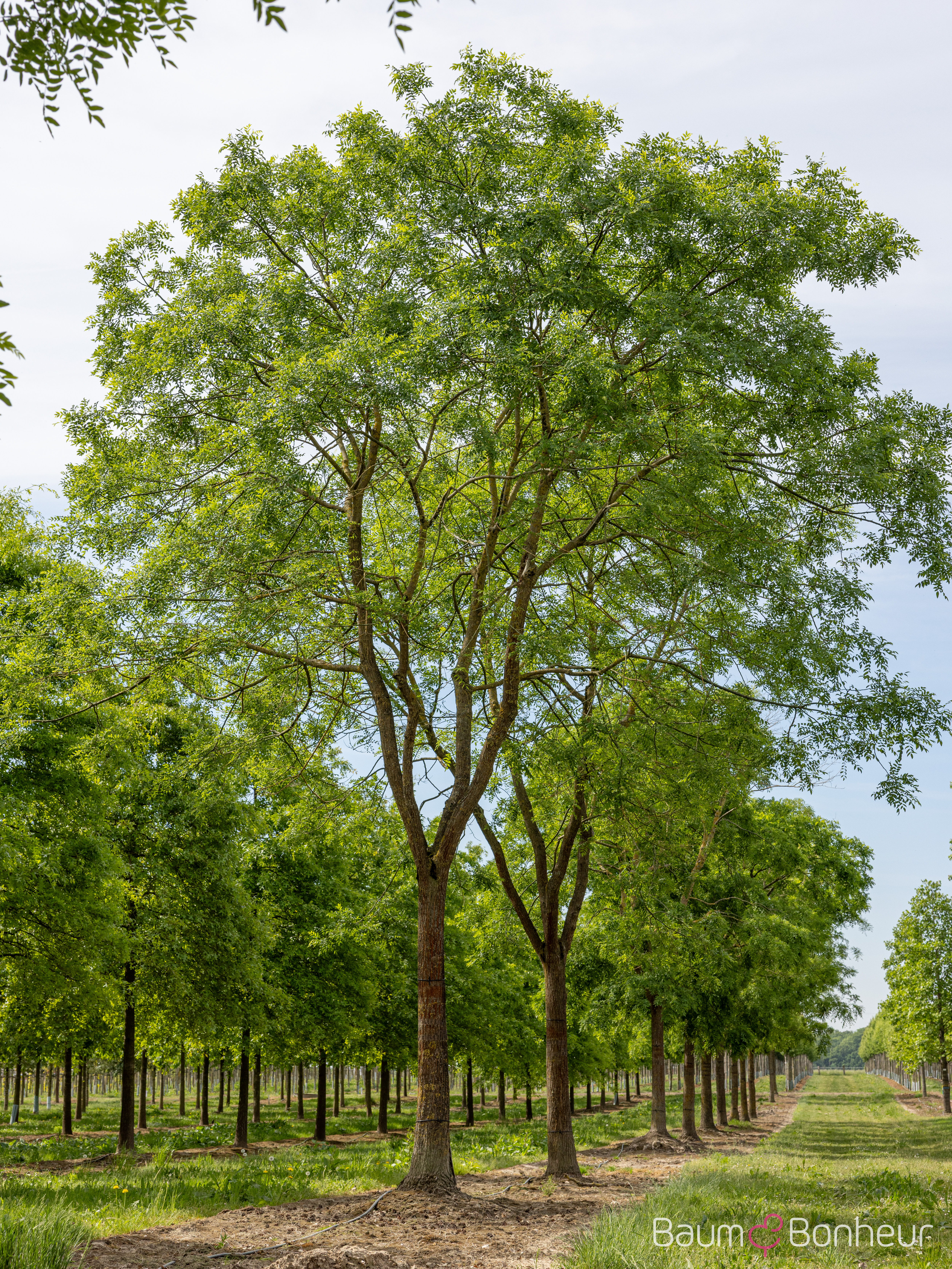 Sophora japonica
