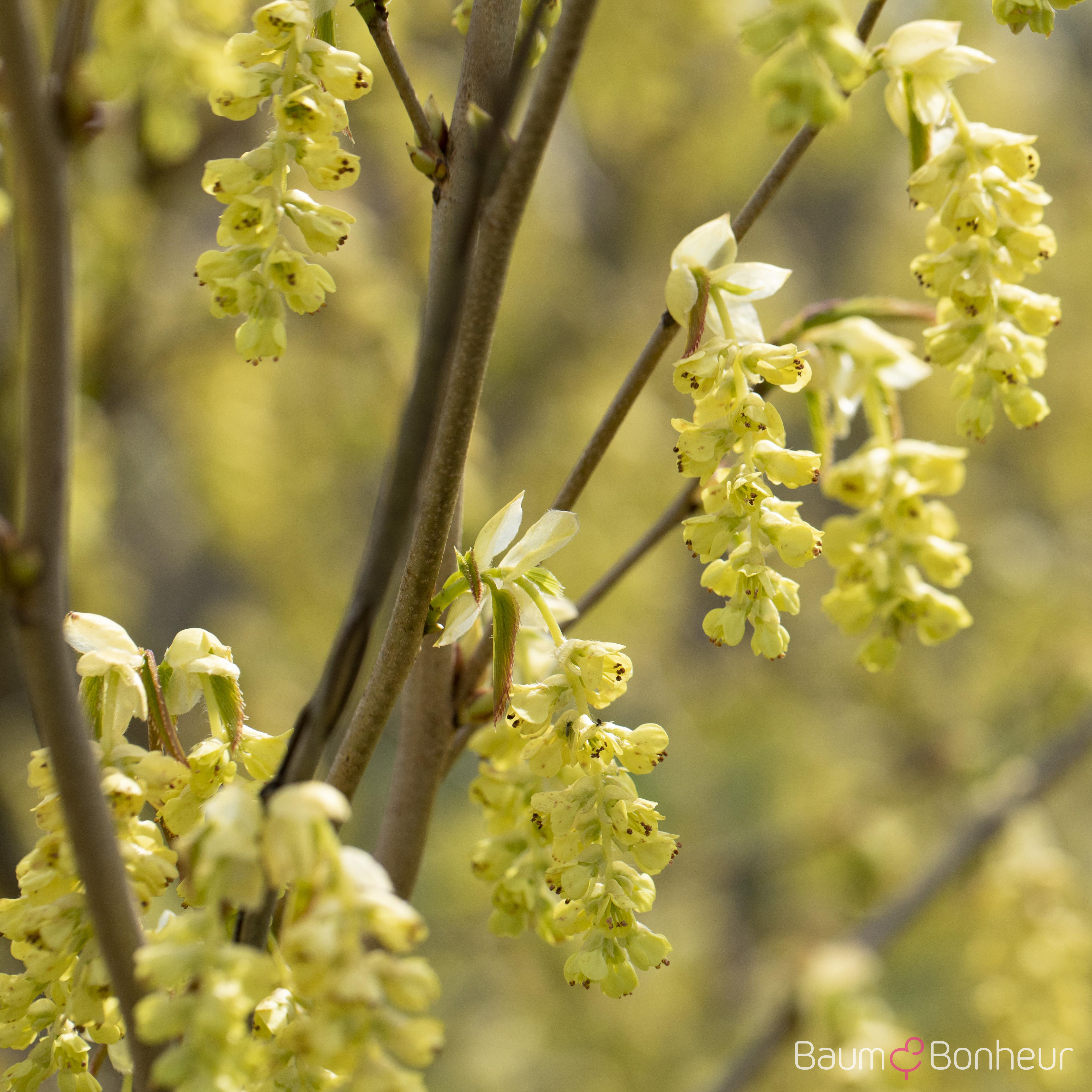 Corylopsis spicata