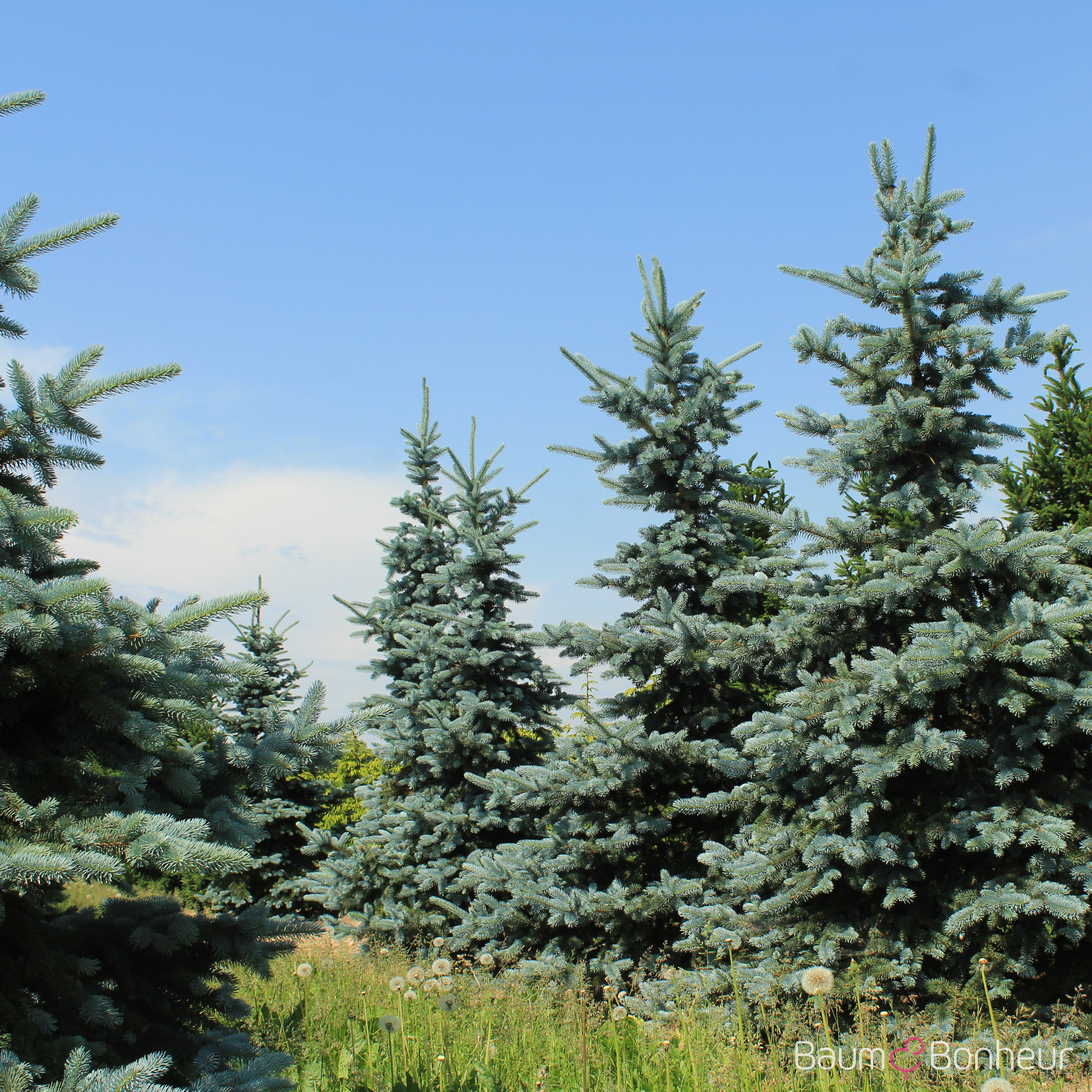 Picea pungens 'Oldenburg' -R-