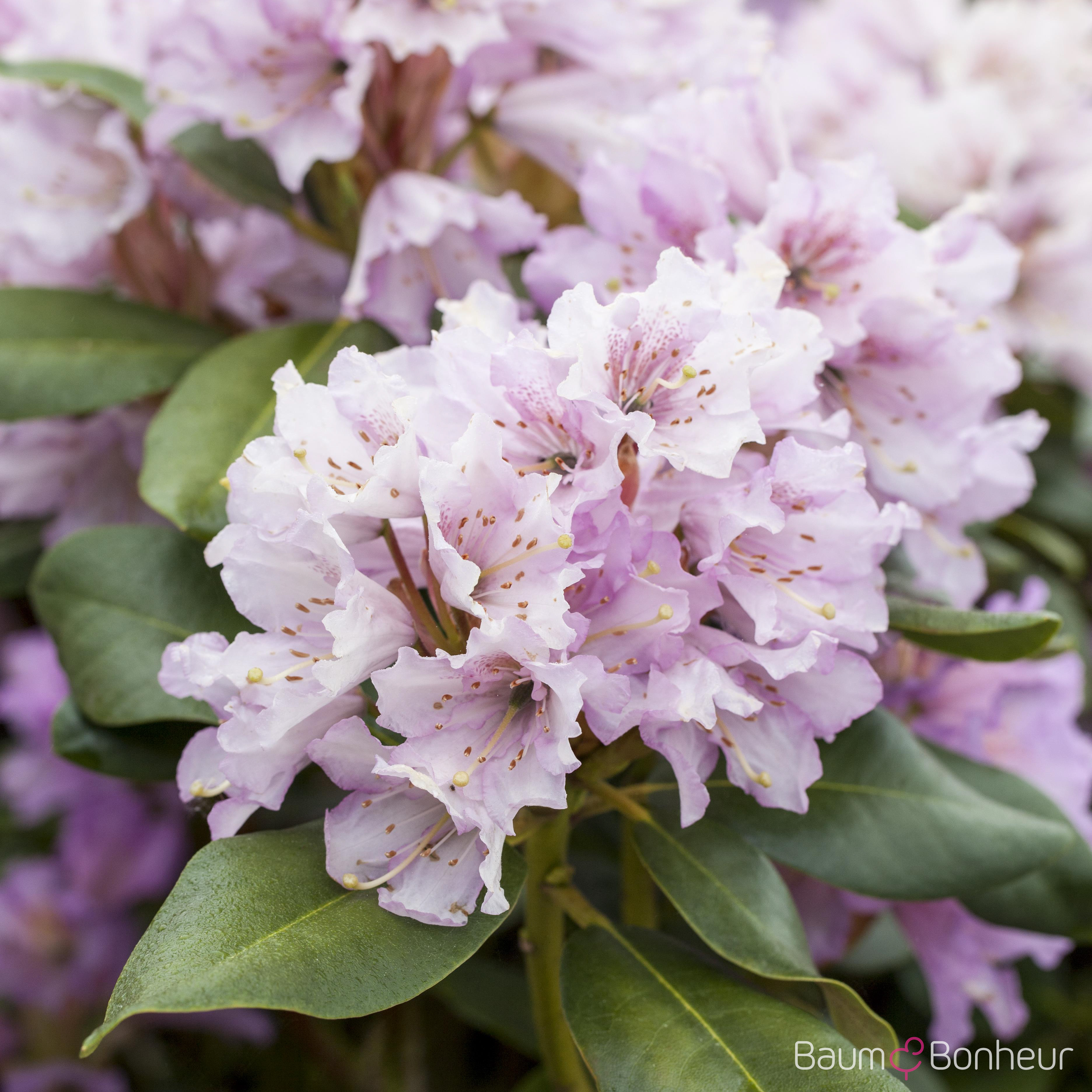 Rhododendron yakushimanum 'Silberwolke'