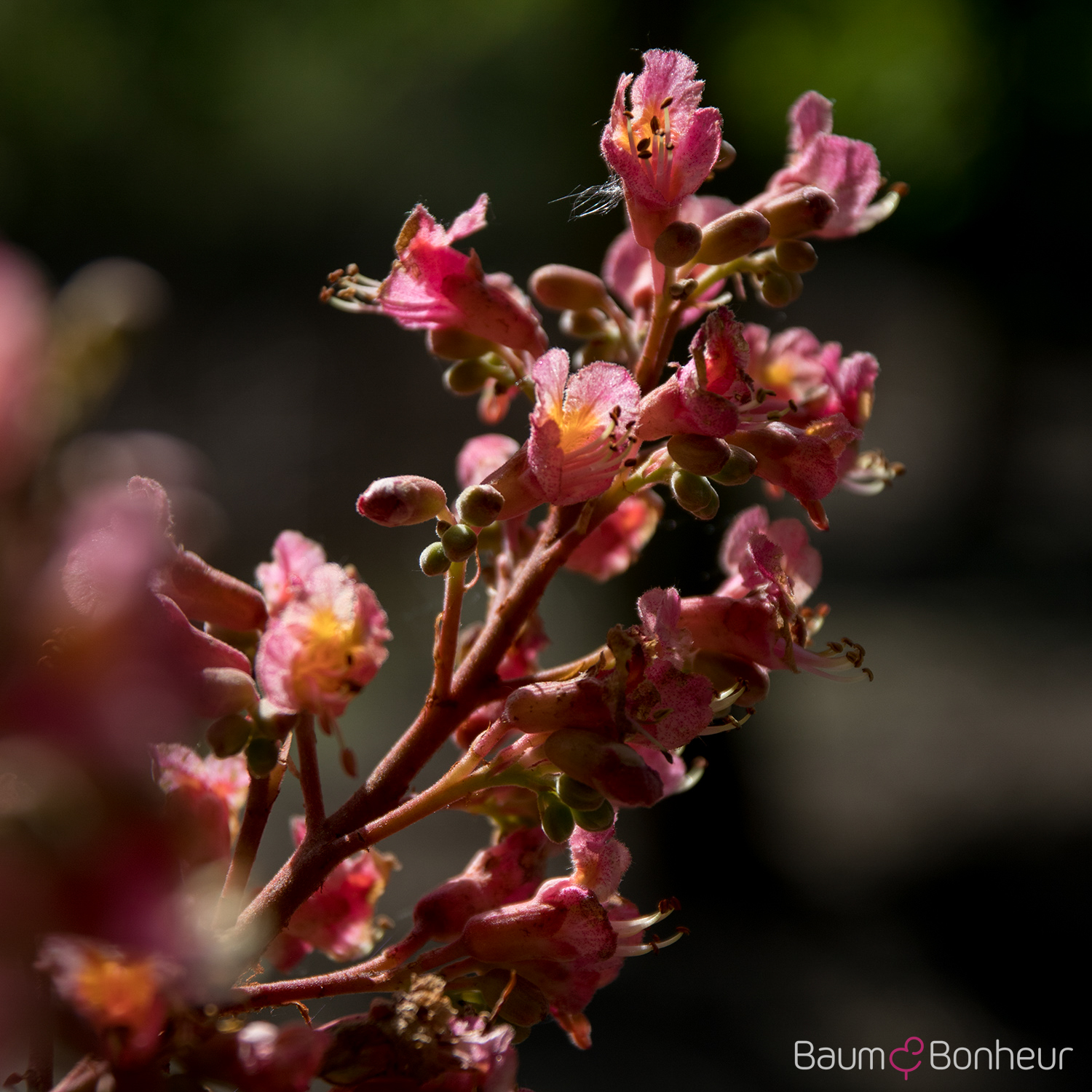 Aesculus carnea 'Briotii'
