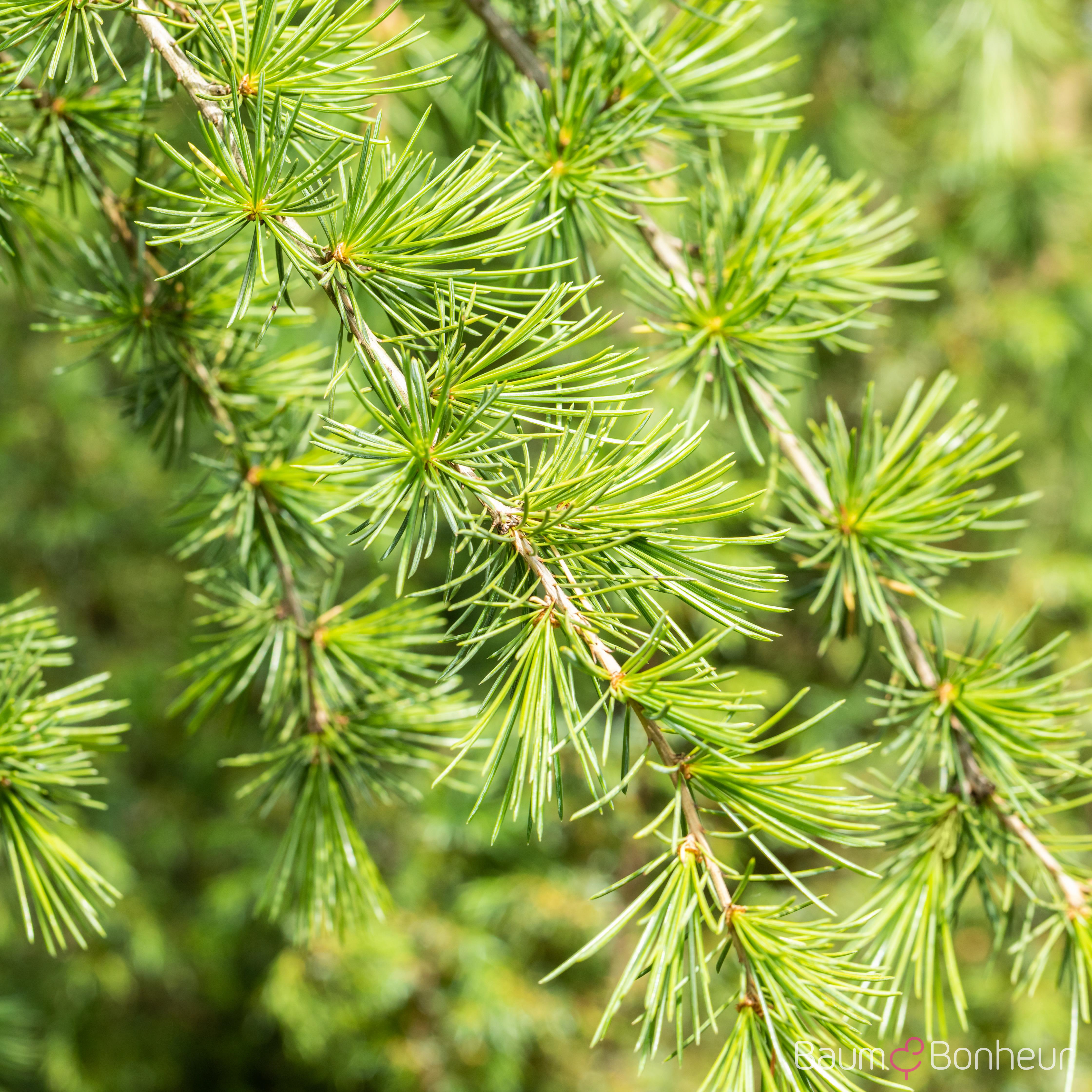 Cedrus deodara