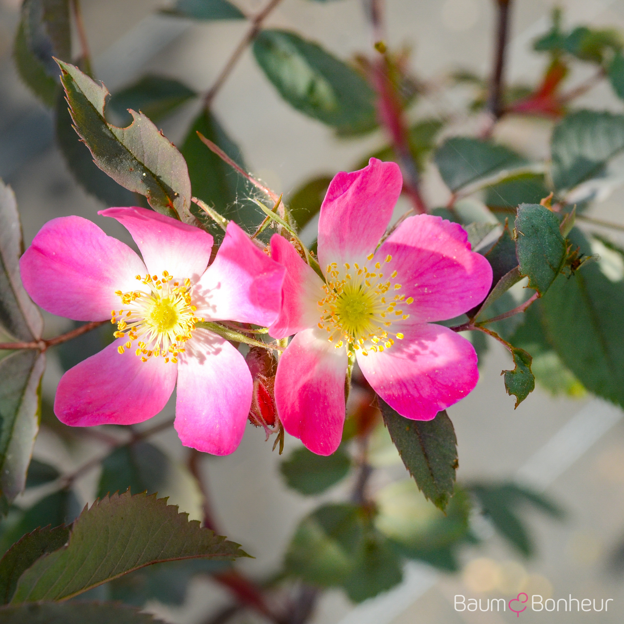 Rosa glauca