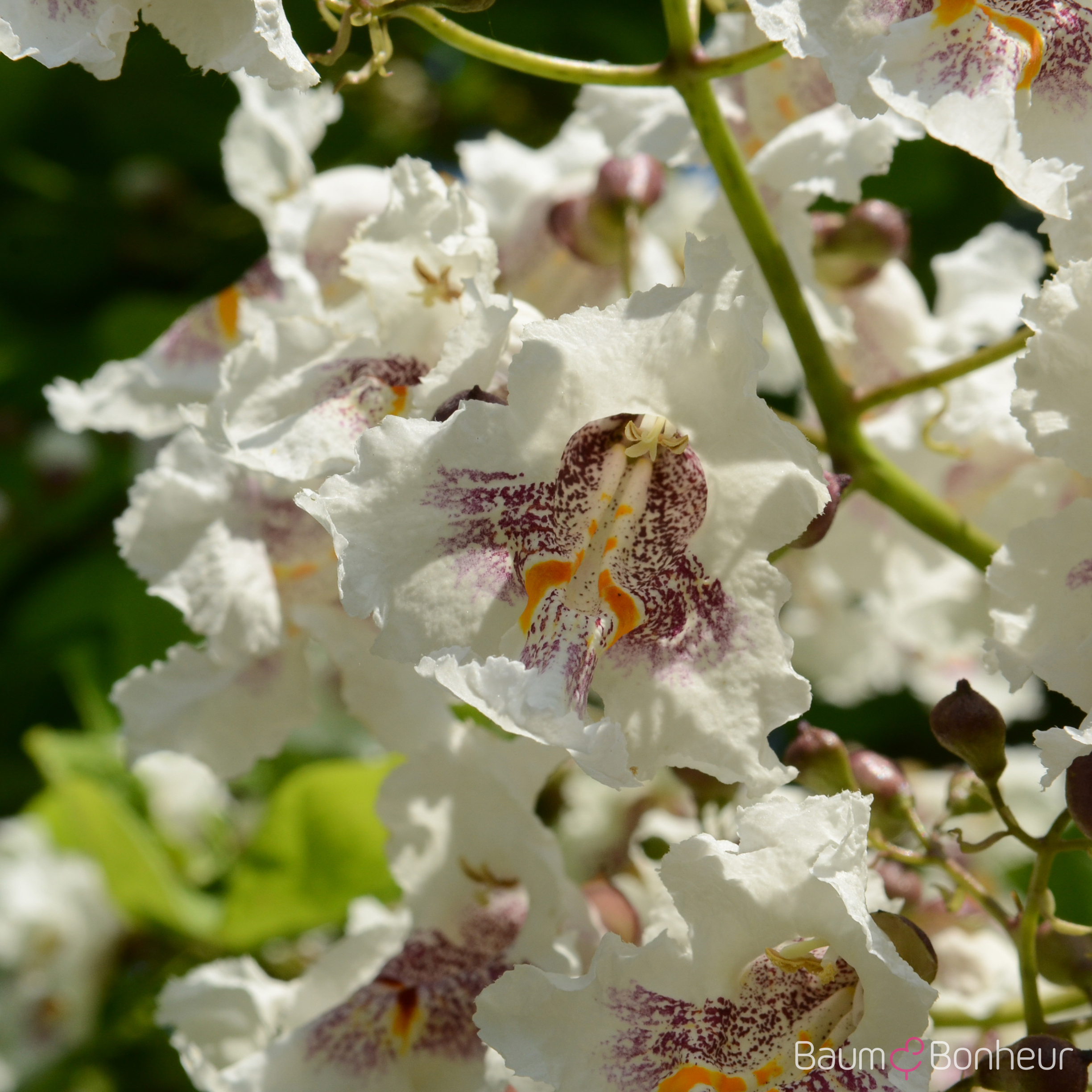 Catalpa bignonioides