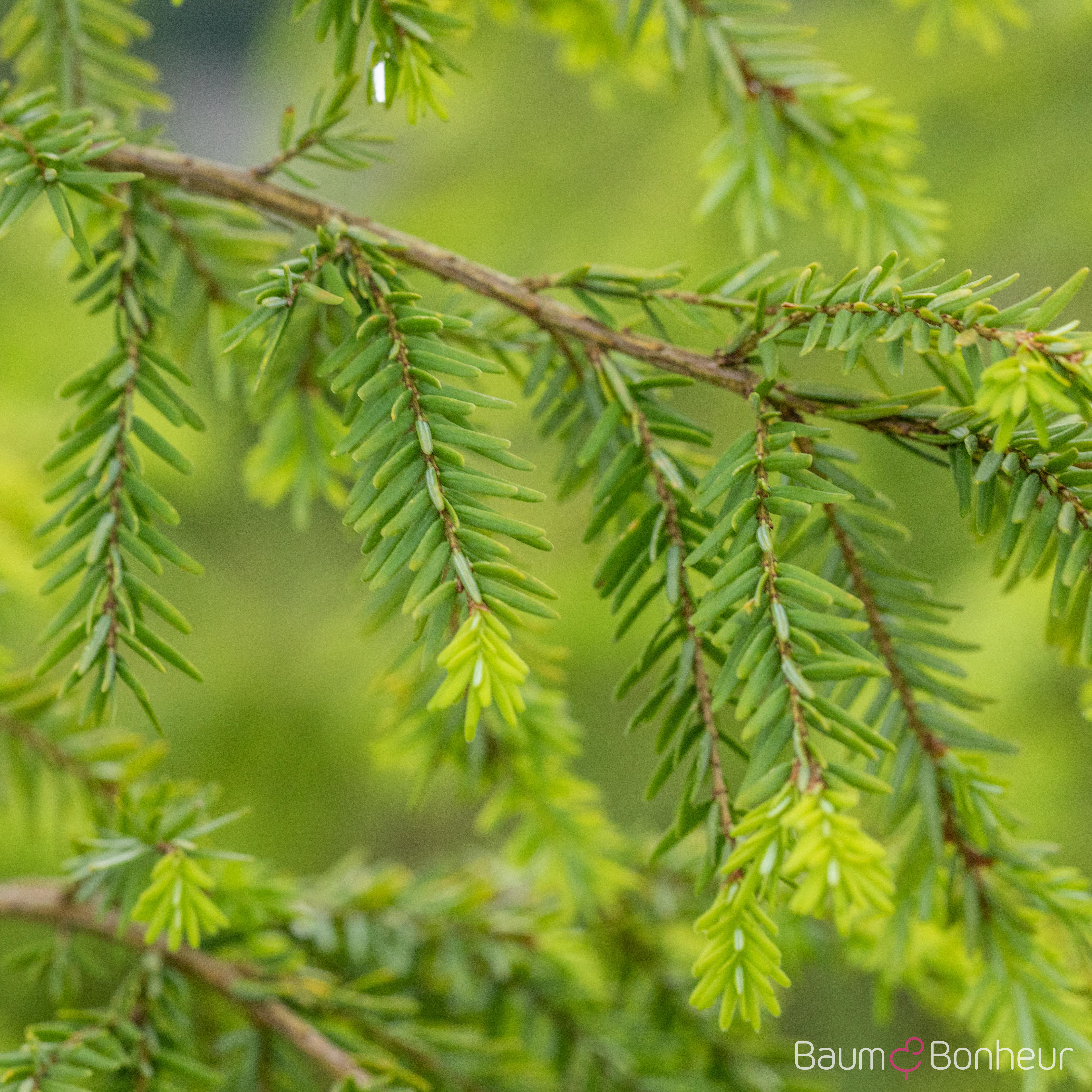 Tsuga canadensis