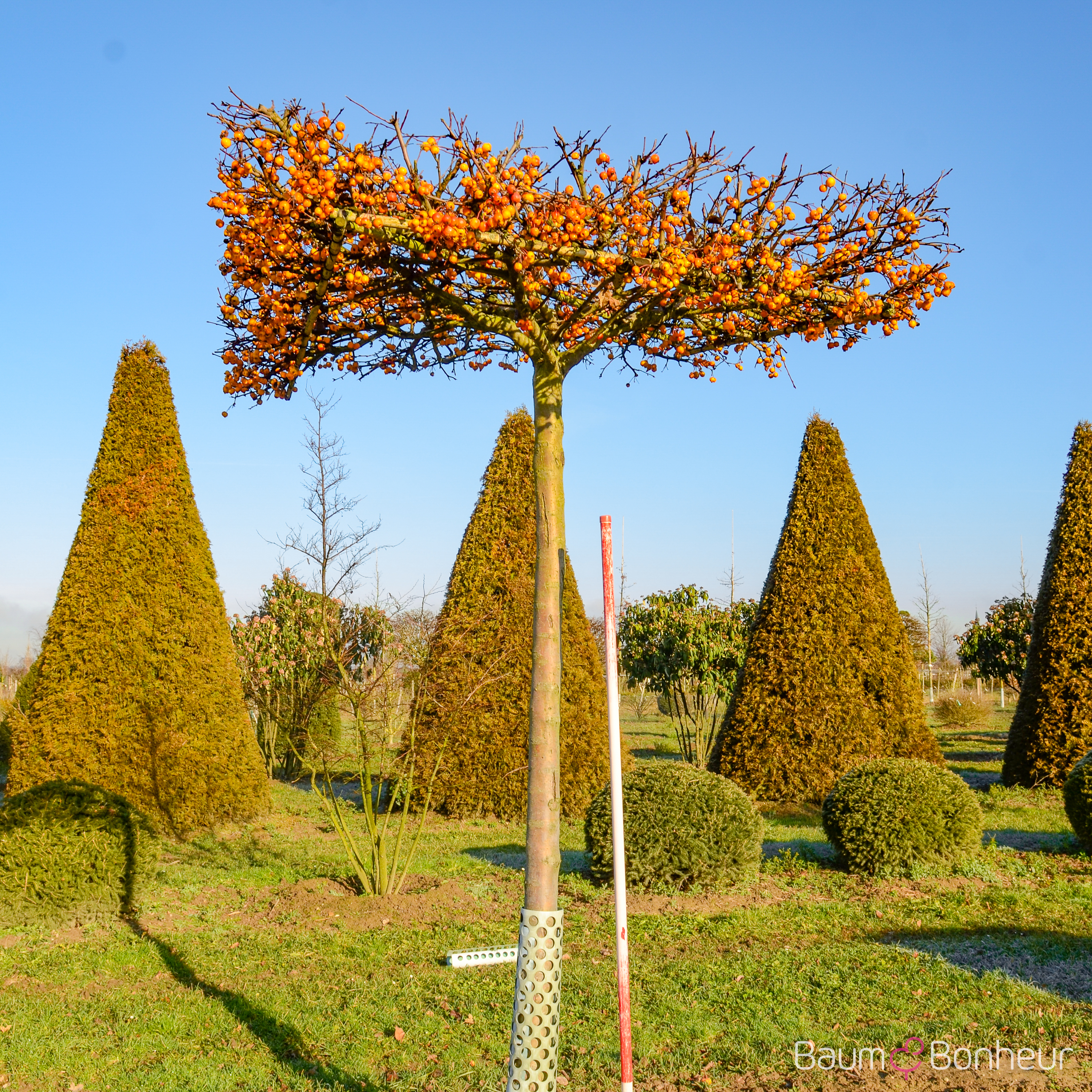 Malus 'Evereste'®