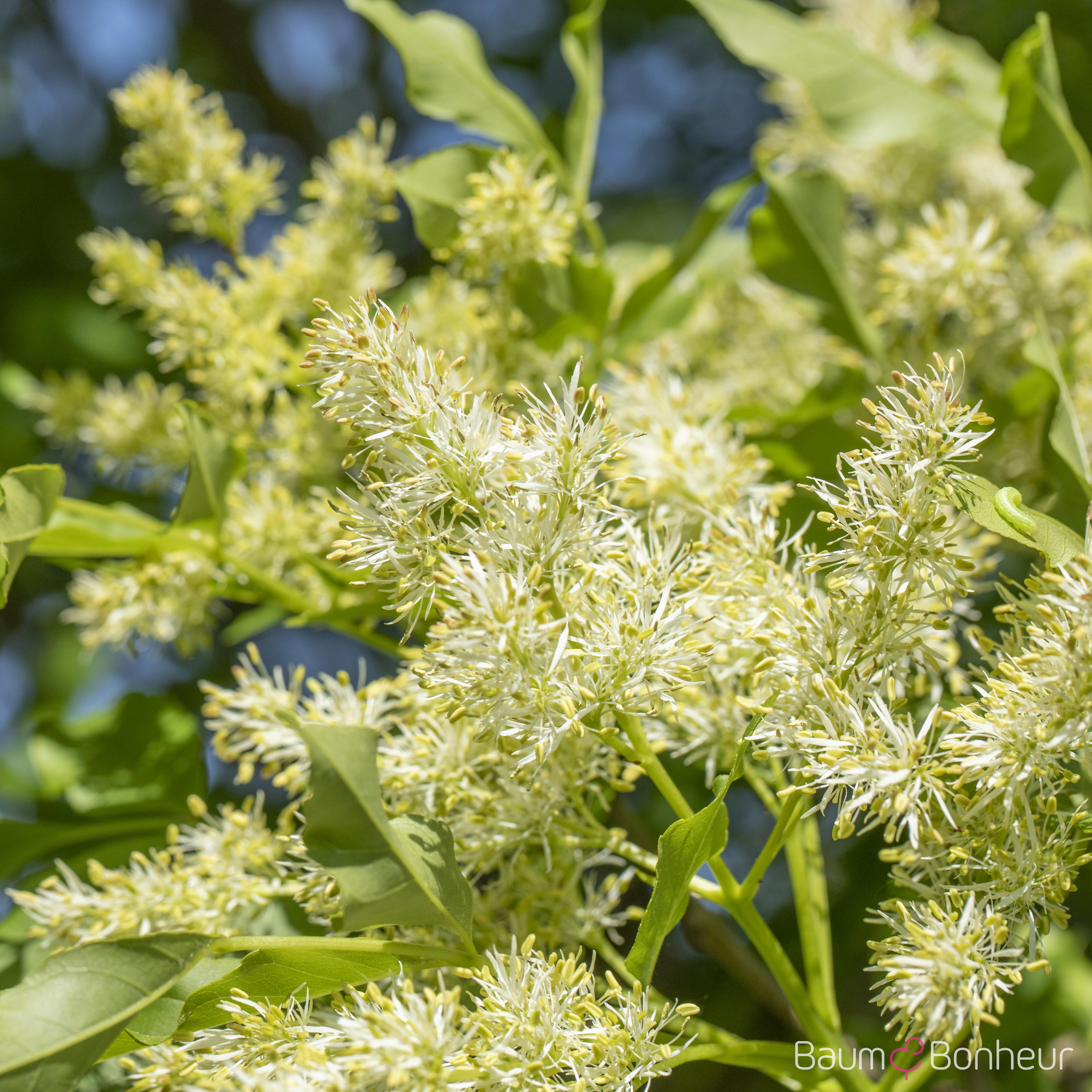 Fraxinus ornus 'Obelisk'