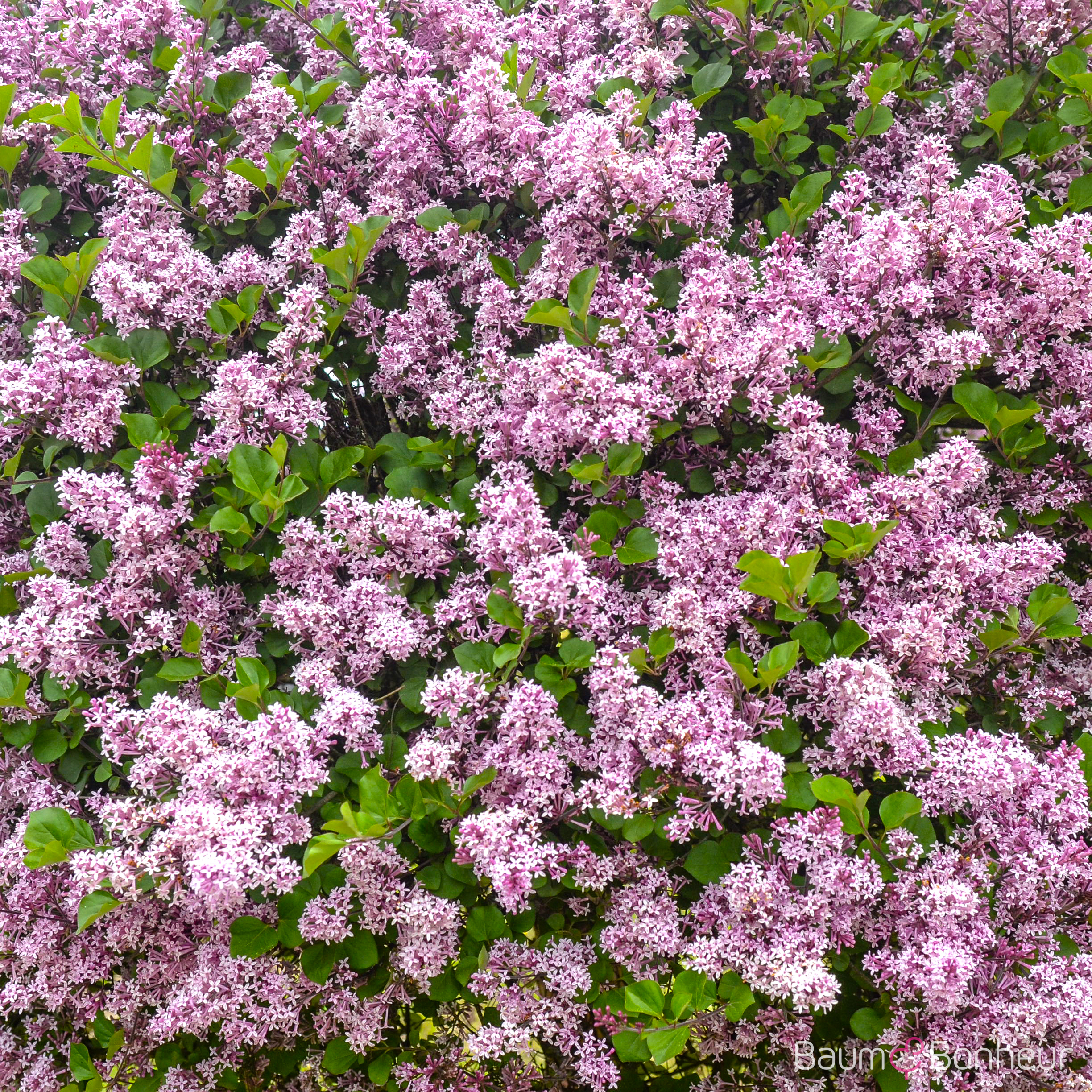 Syringa meyeri 'Palibin'