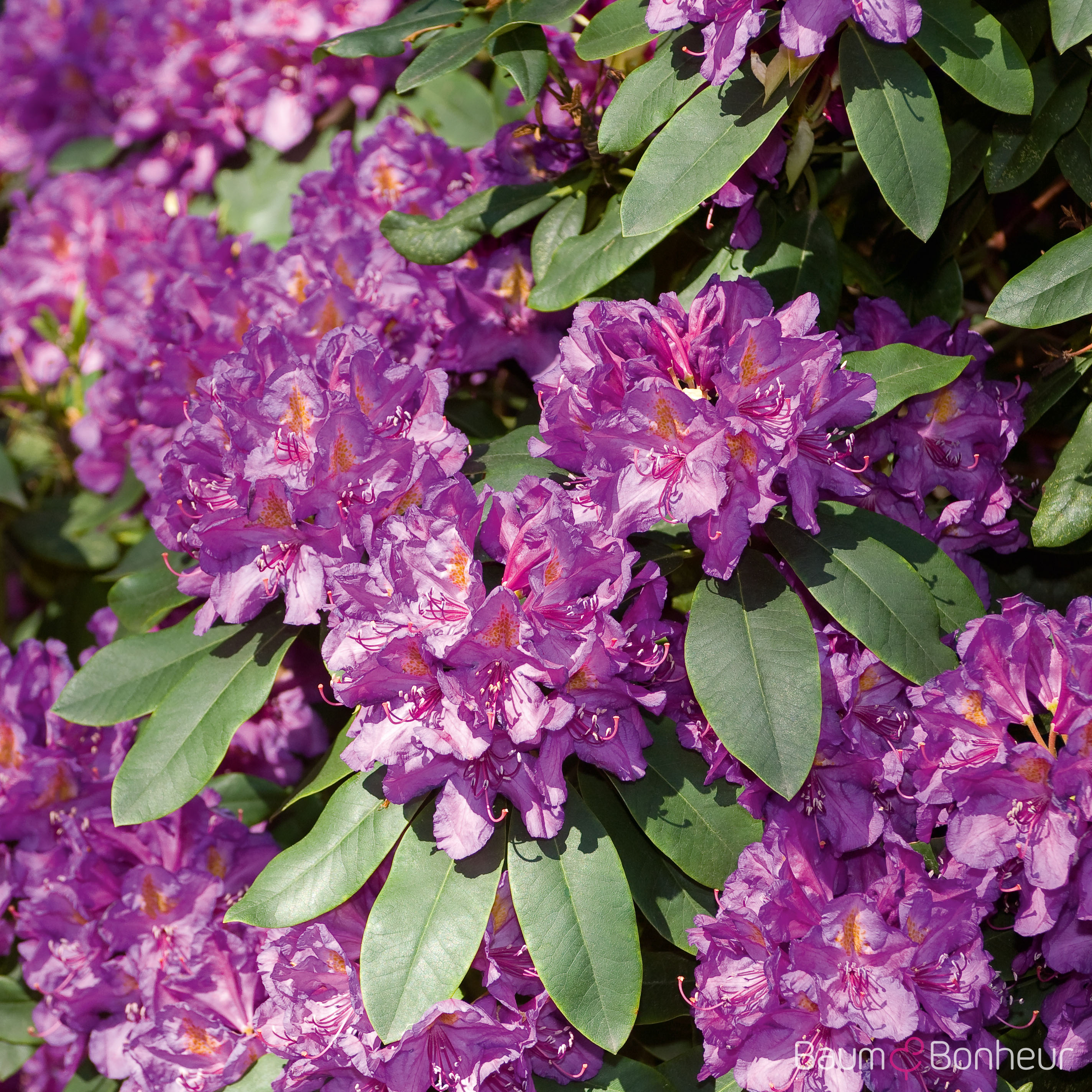 Rhododendron 'Lee‘s Dark Purple'