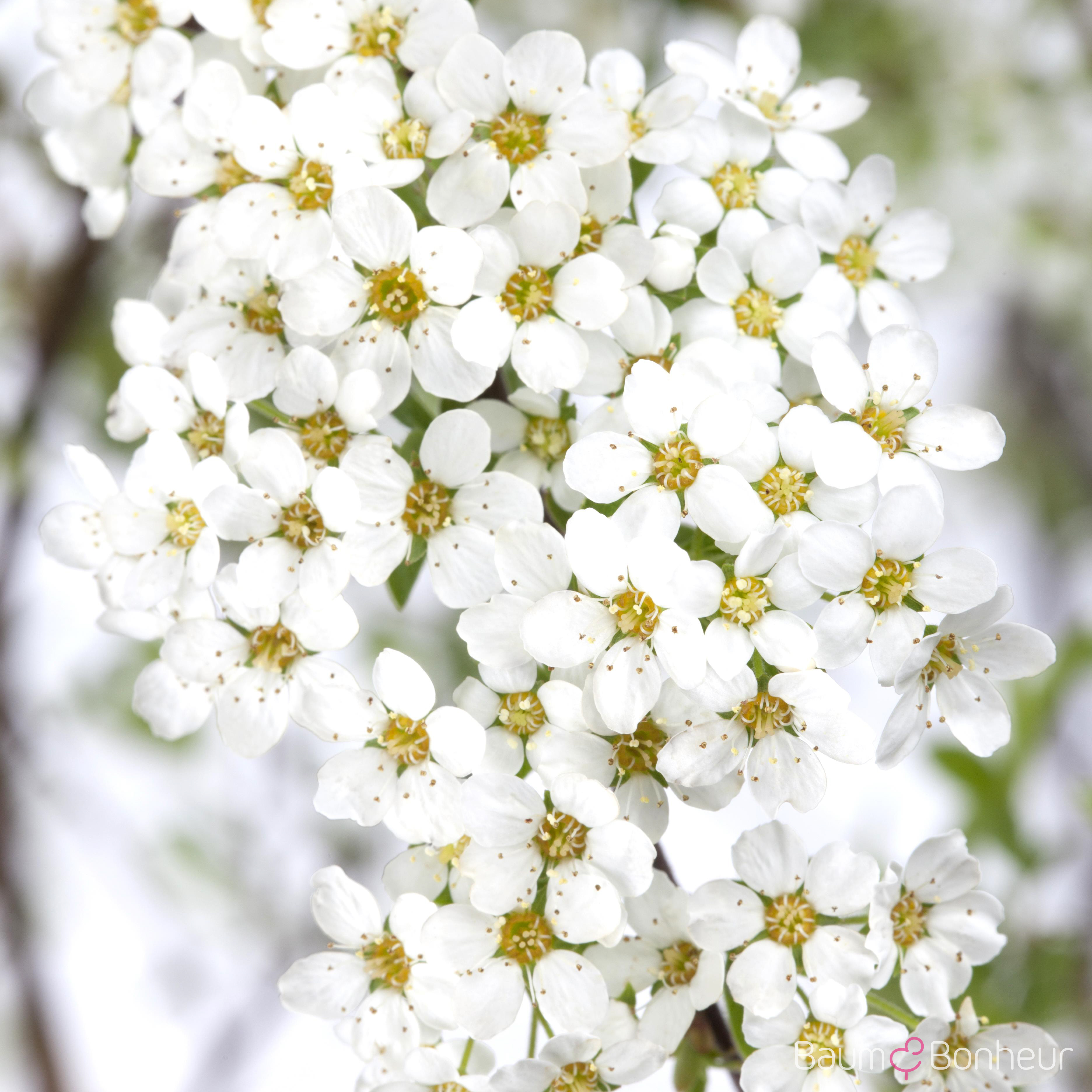 Spiraea x cinerea 'Grefsheim'