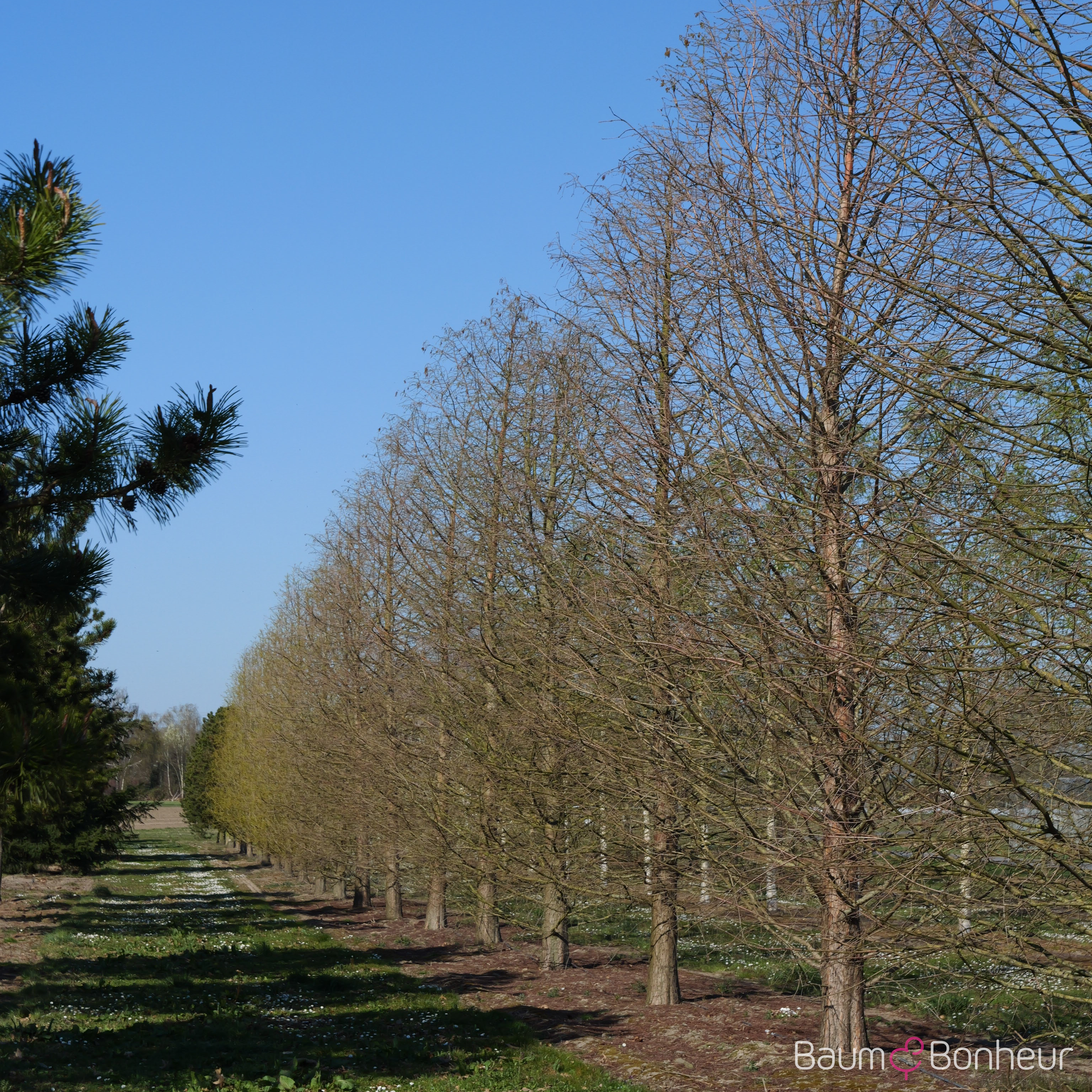 Taxodium distichum