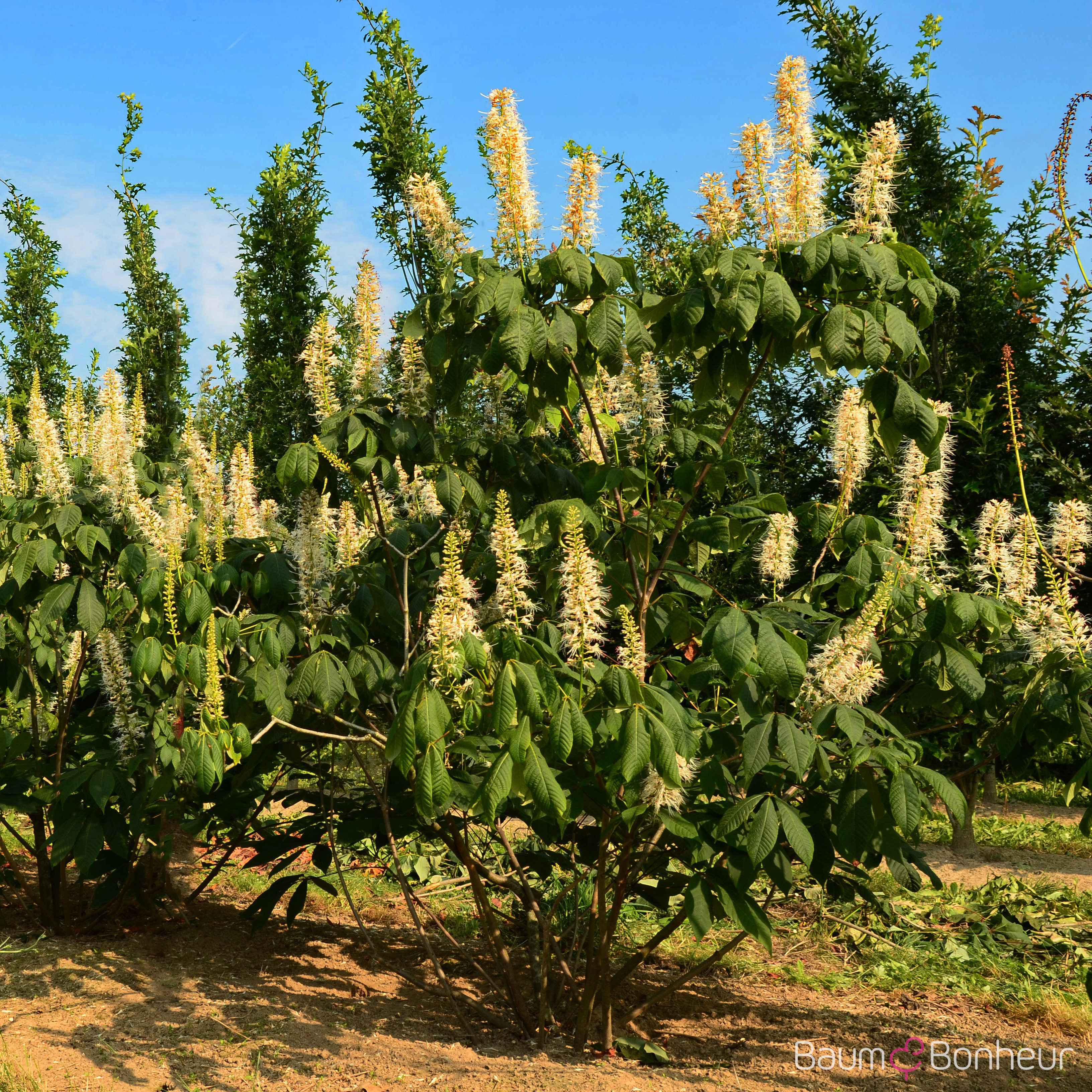 Aesculus parviflora