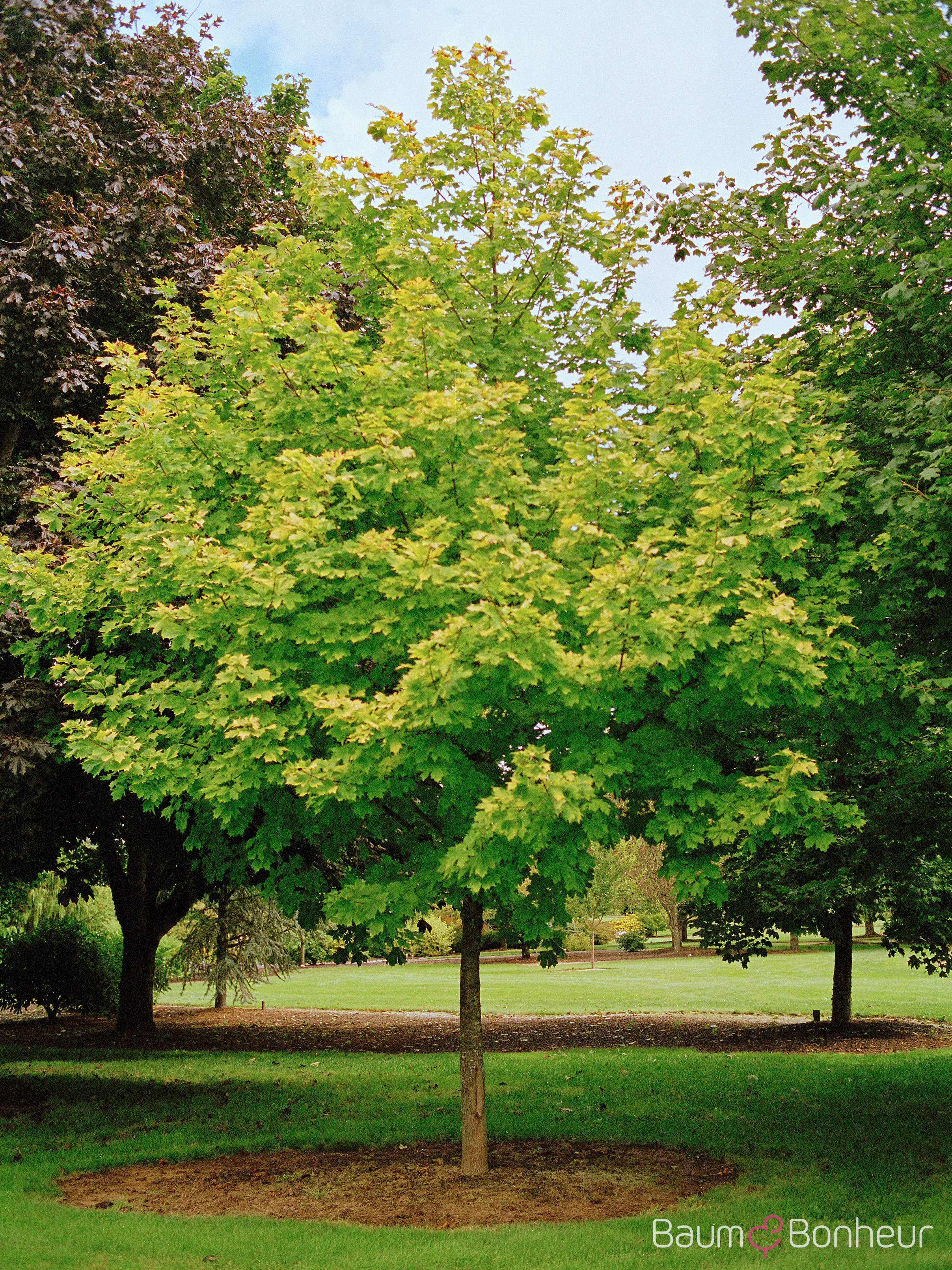Acer platanoides 'Princeton Gold'