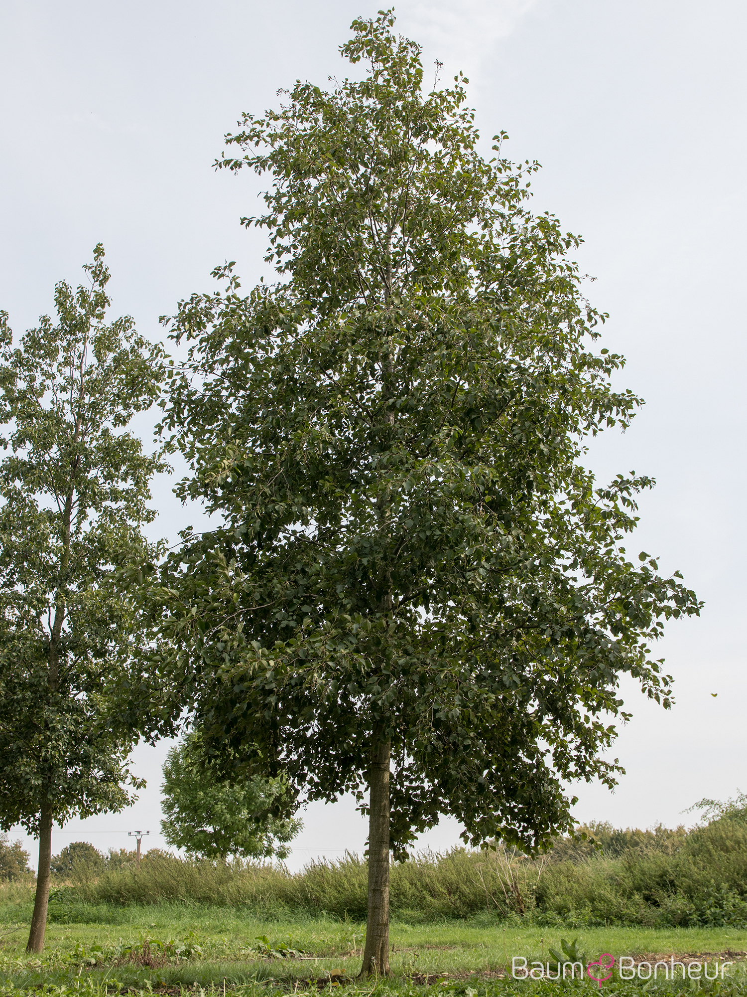 Alnus incana