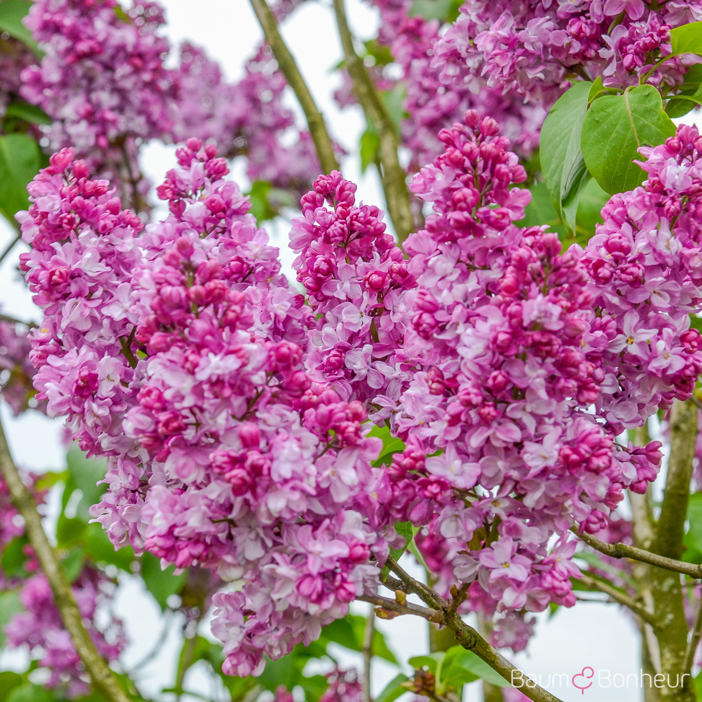 Syringa vulgaris 'Prince Wolkonsky'