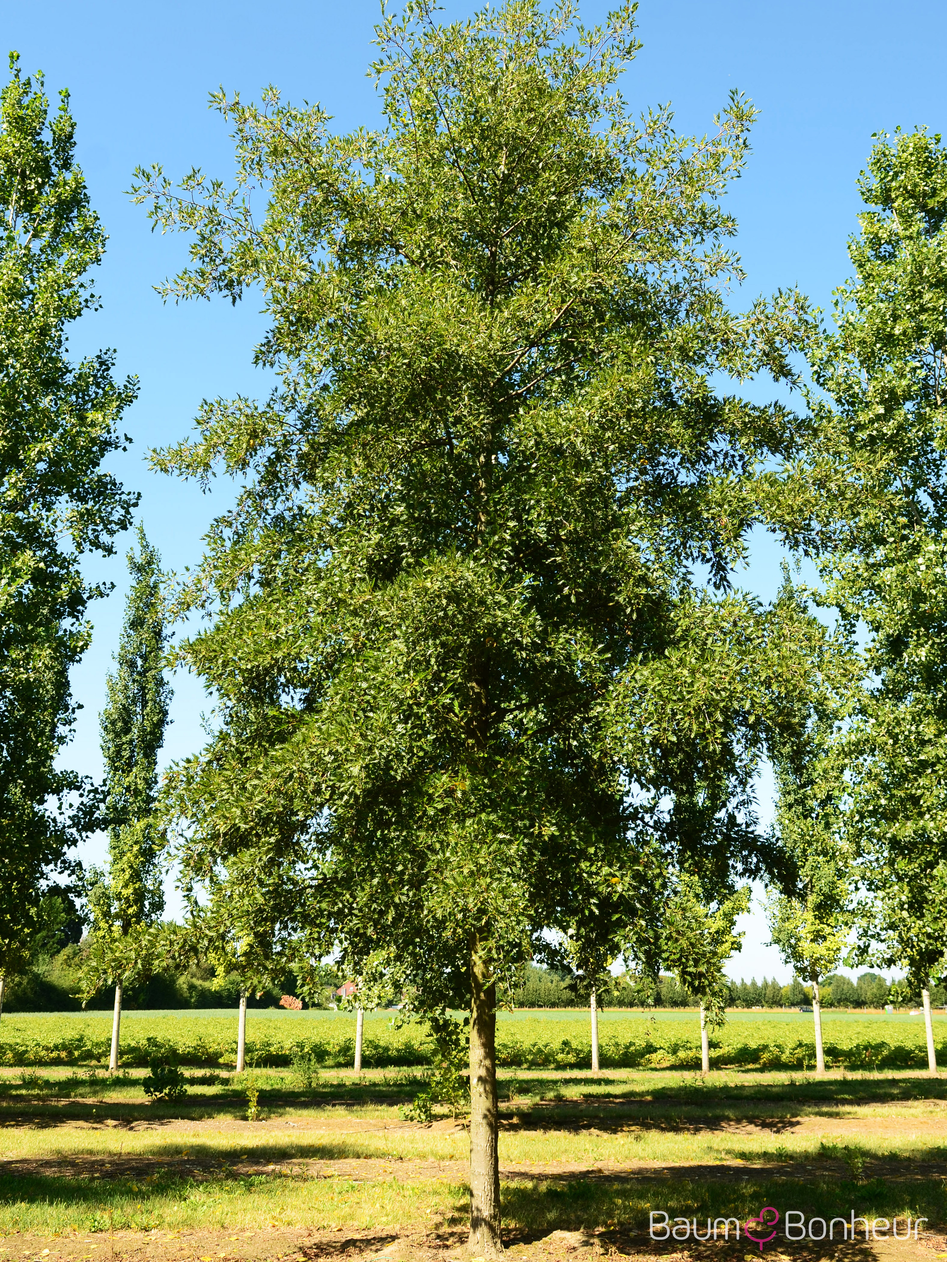 Alnus glutinosa 'Laciniata'