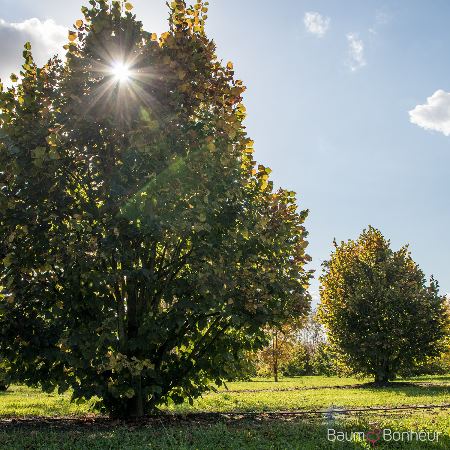 Tilia platyphyllos