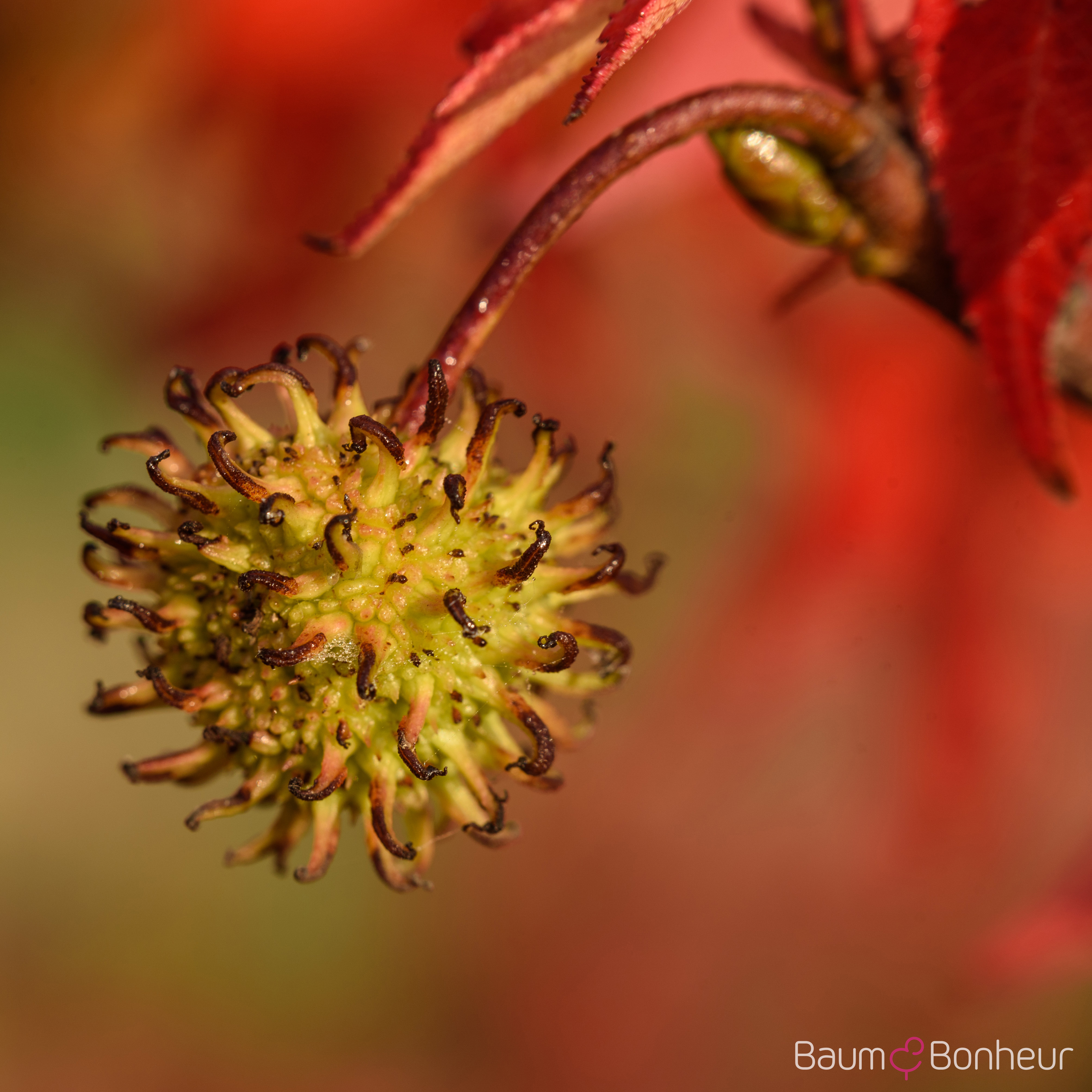 Liquidambar styraciflua