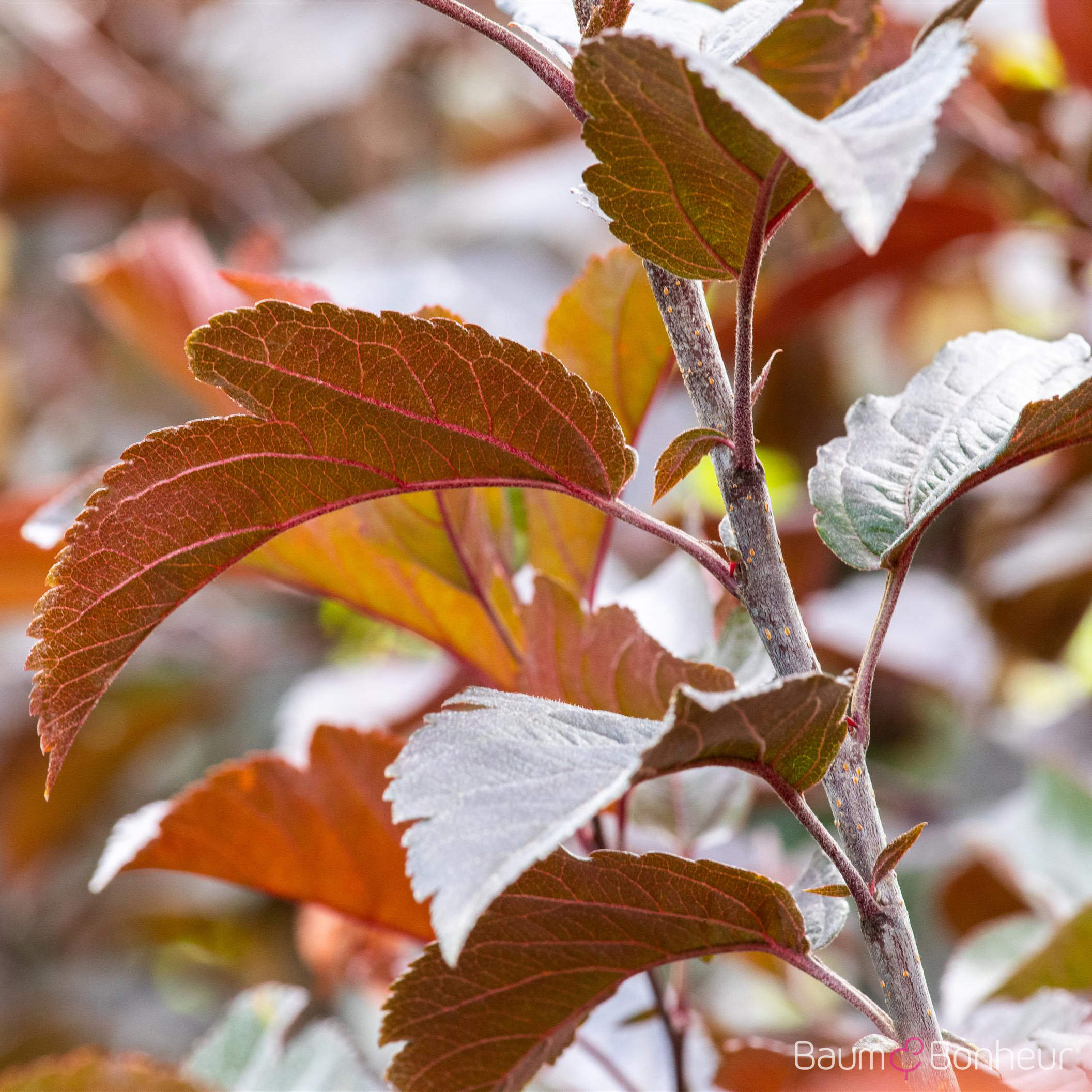 Malus toringo 'Scarlett'
