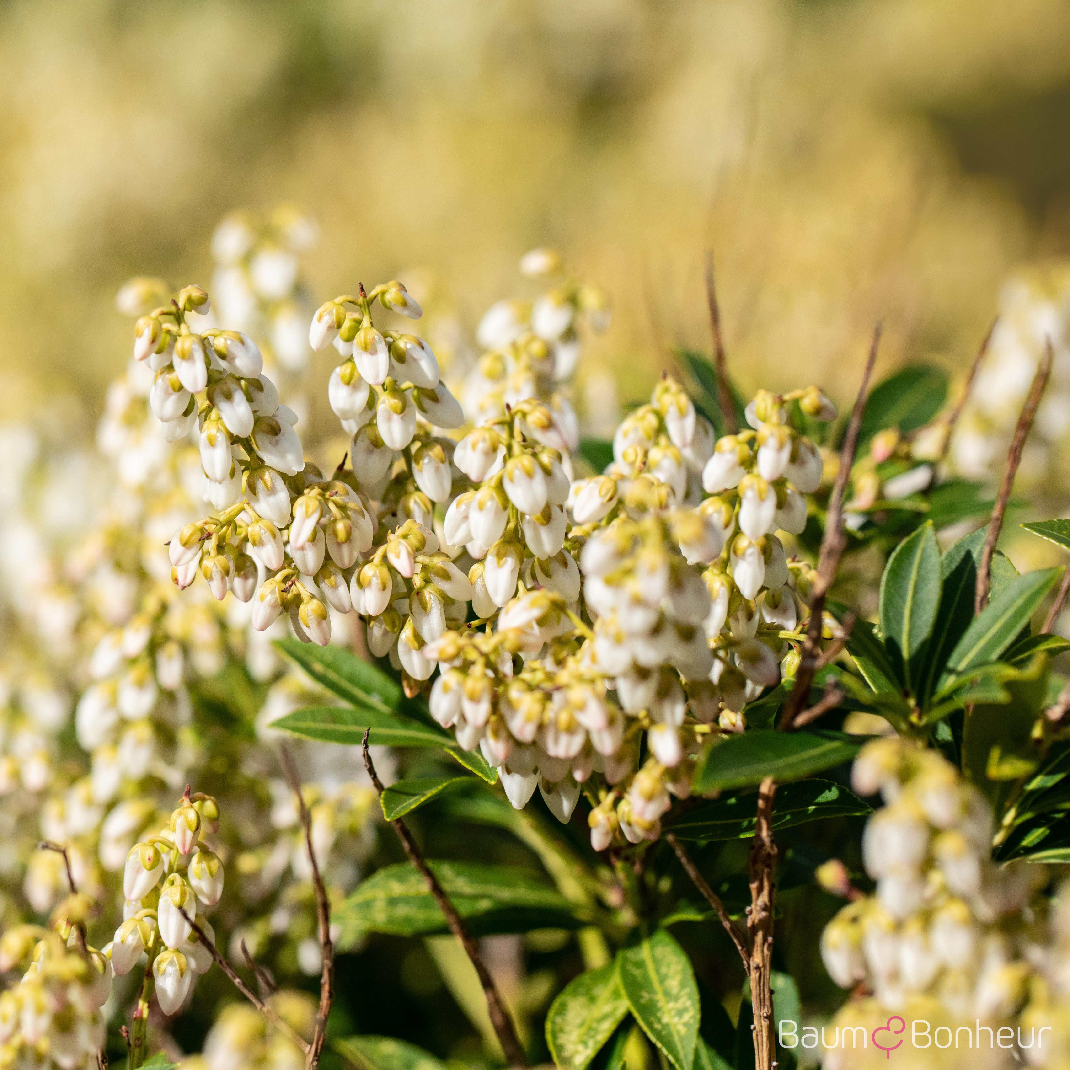 Pieris japonica 'Debutante'