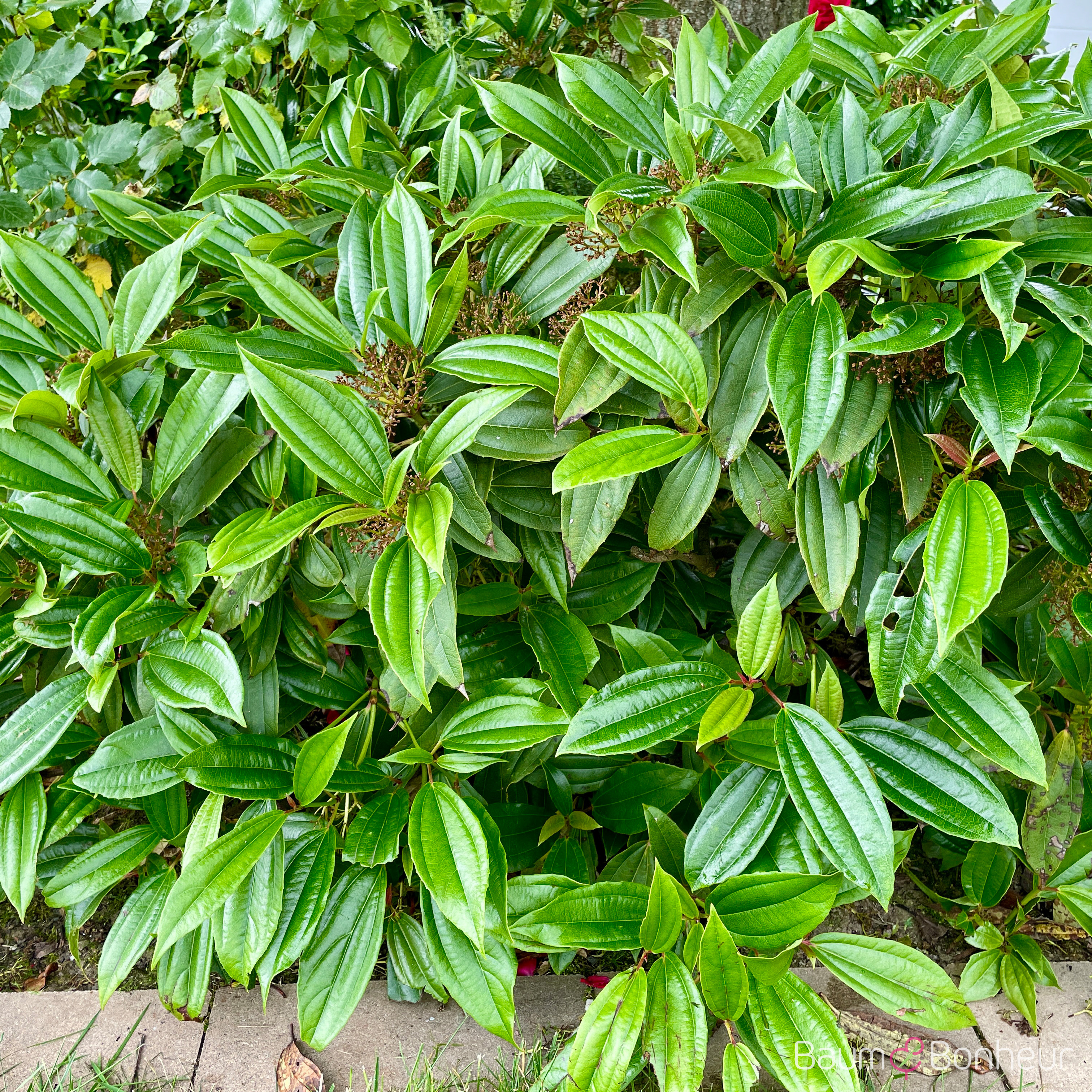 Viburnum davidii