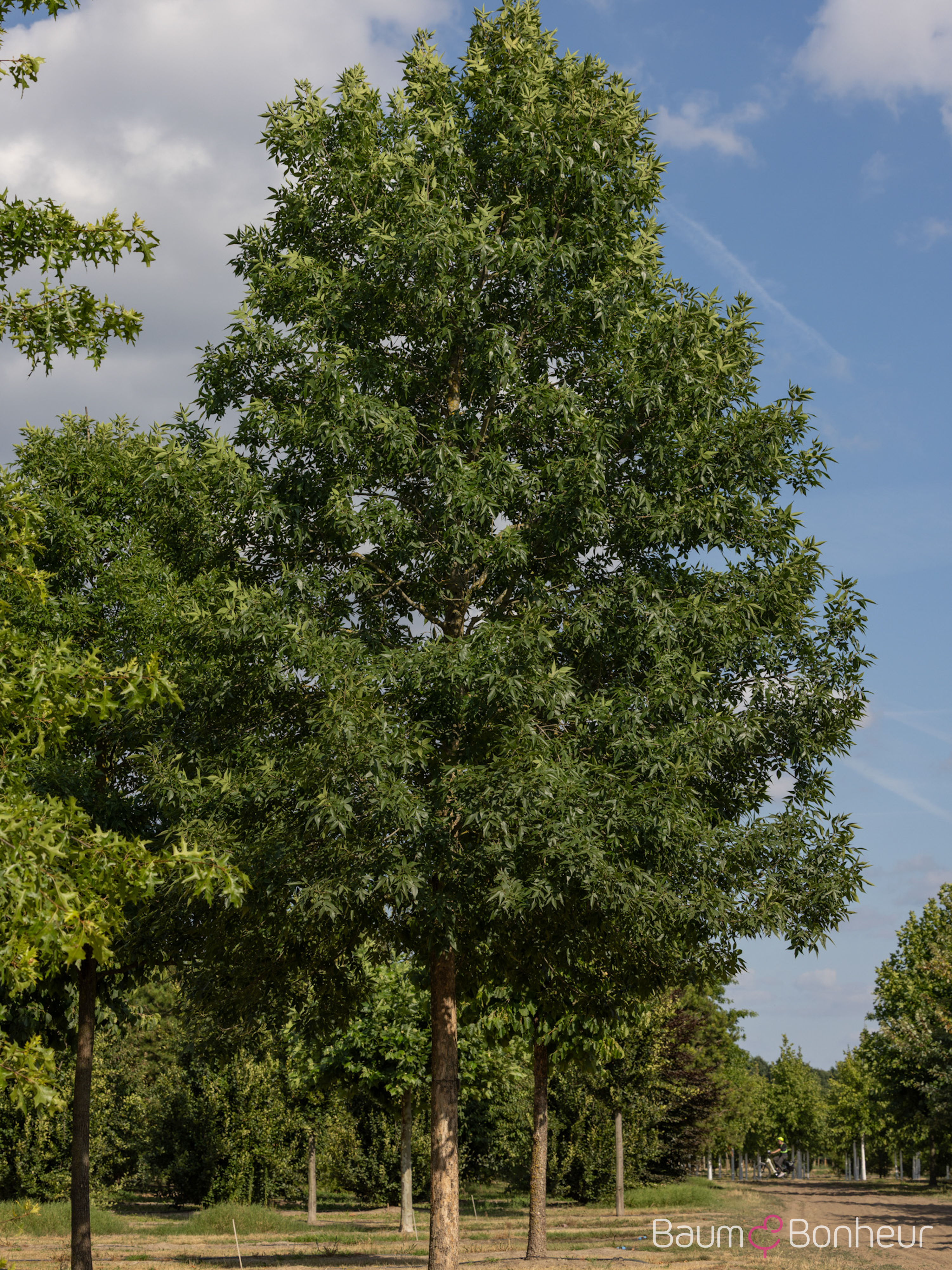 Fraxinus pennsylvanica 'Patmore'