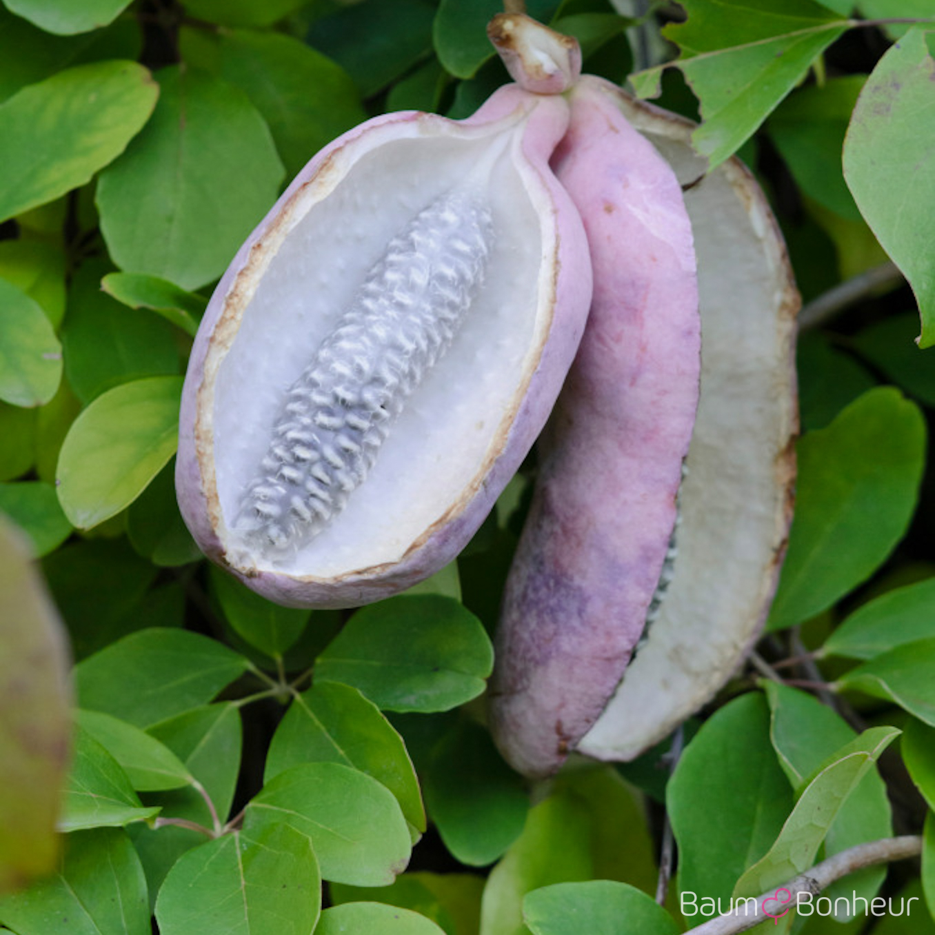 Akebia quinata