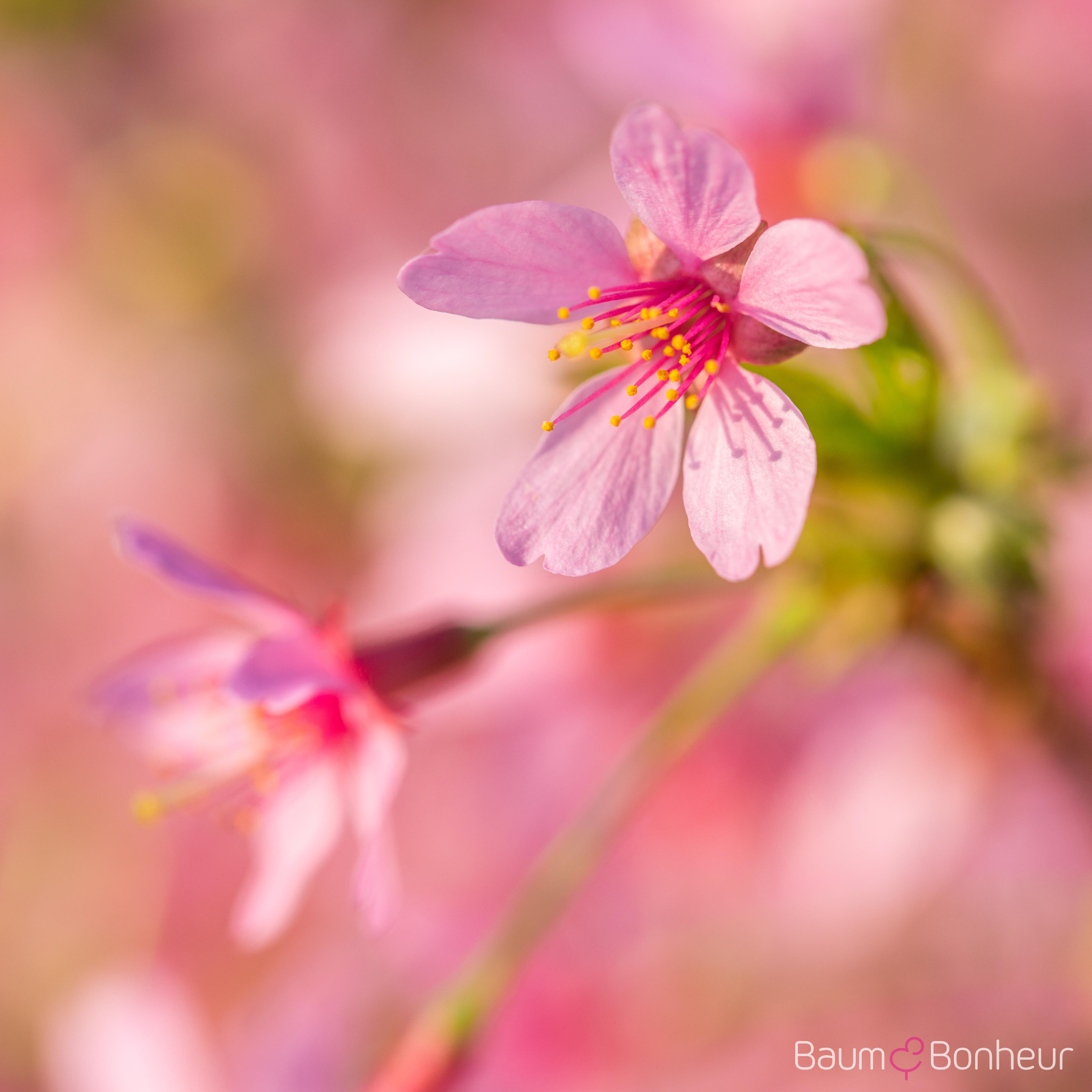 Prunus 'Okame'