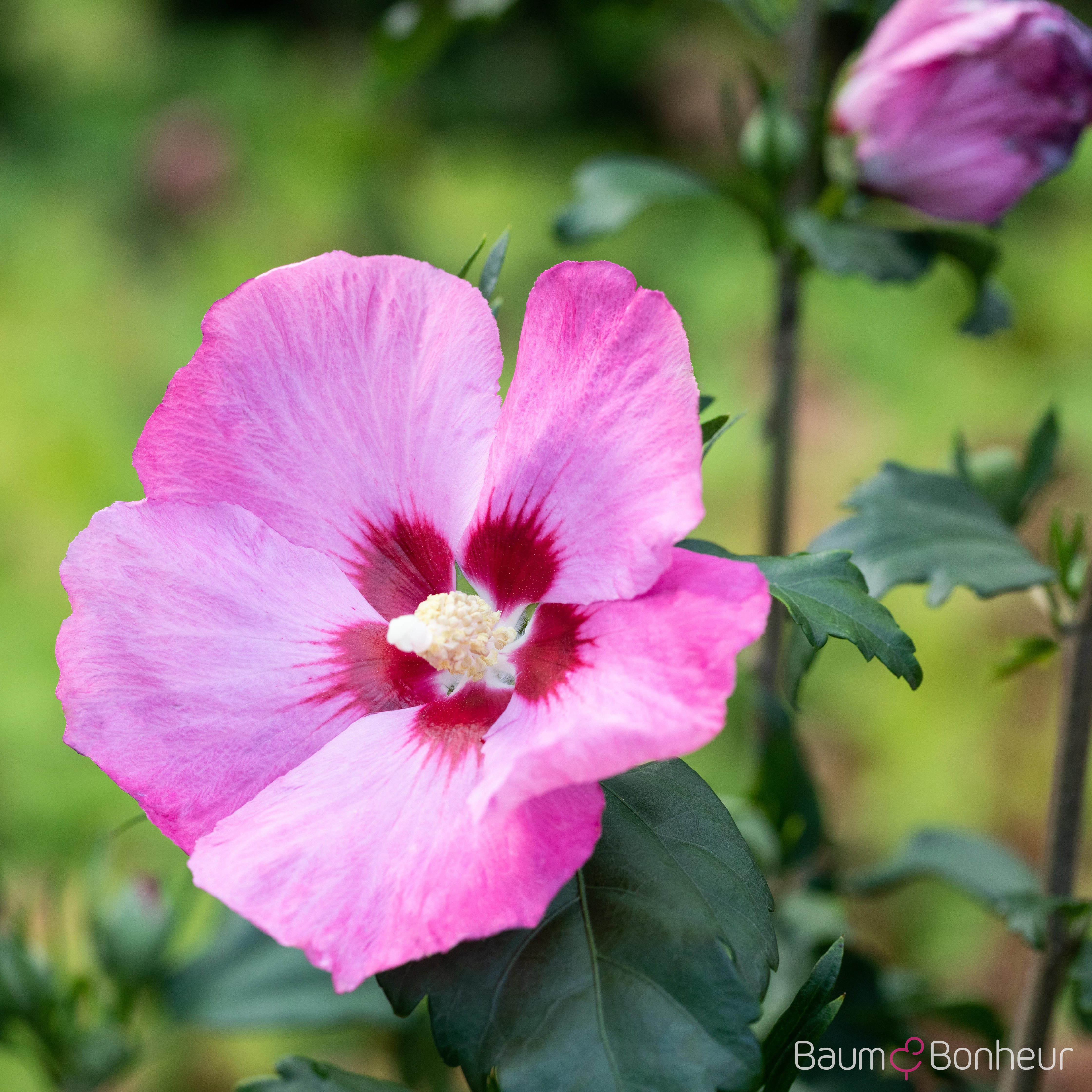 Hibiscus syriacus 'Woodbridge'
