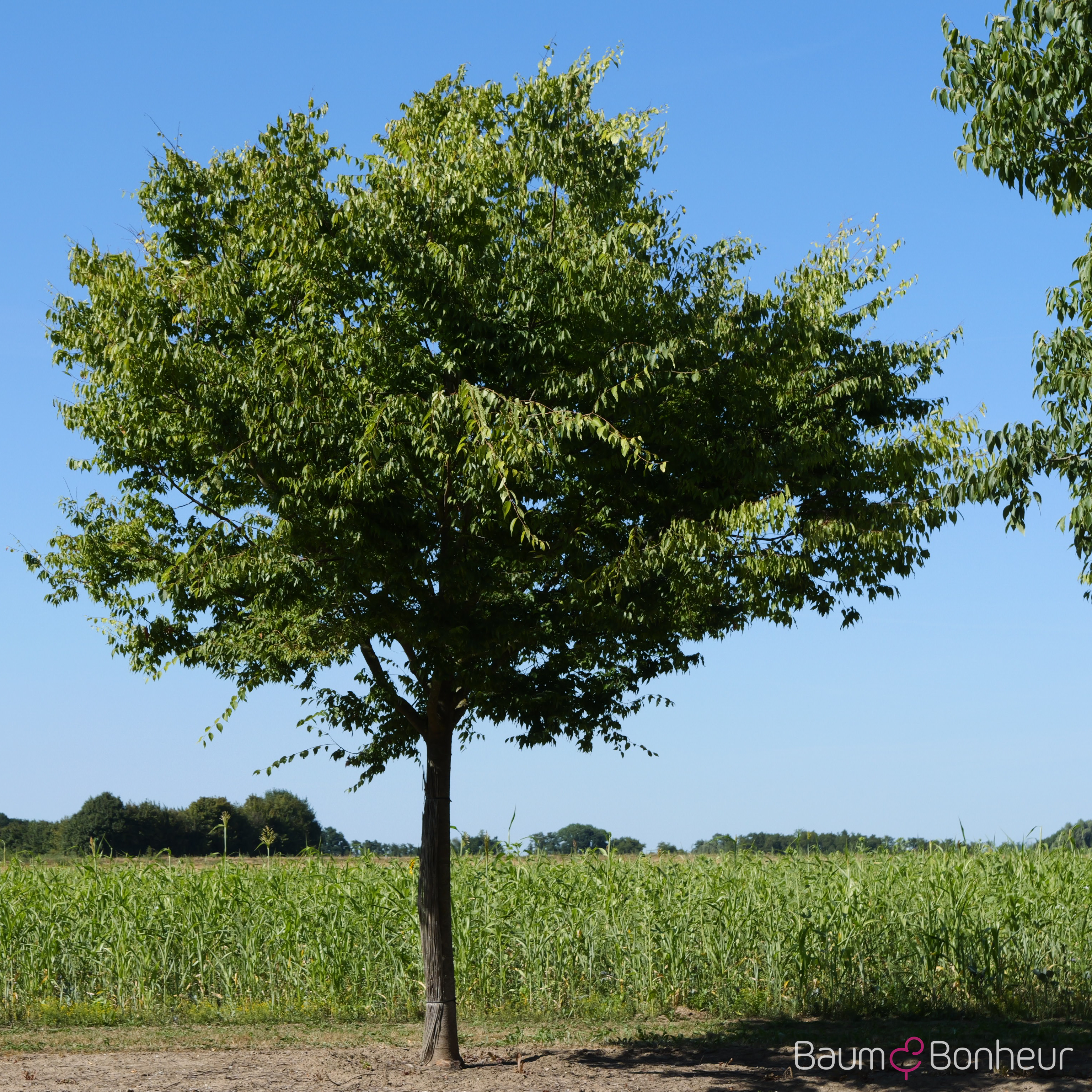 Celtis australis
