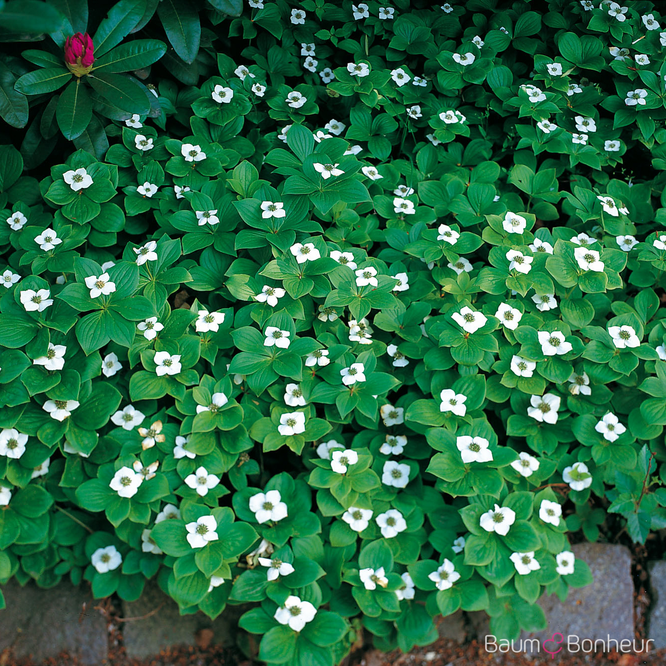 Cornus canadensis