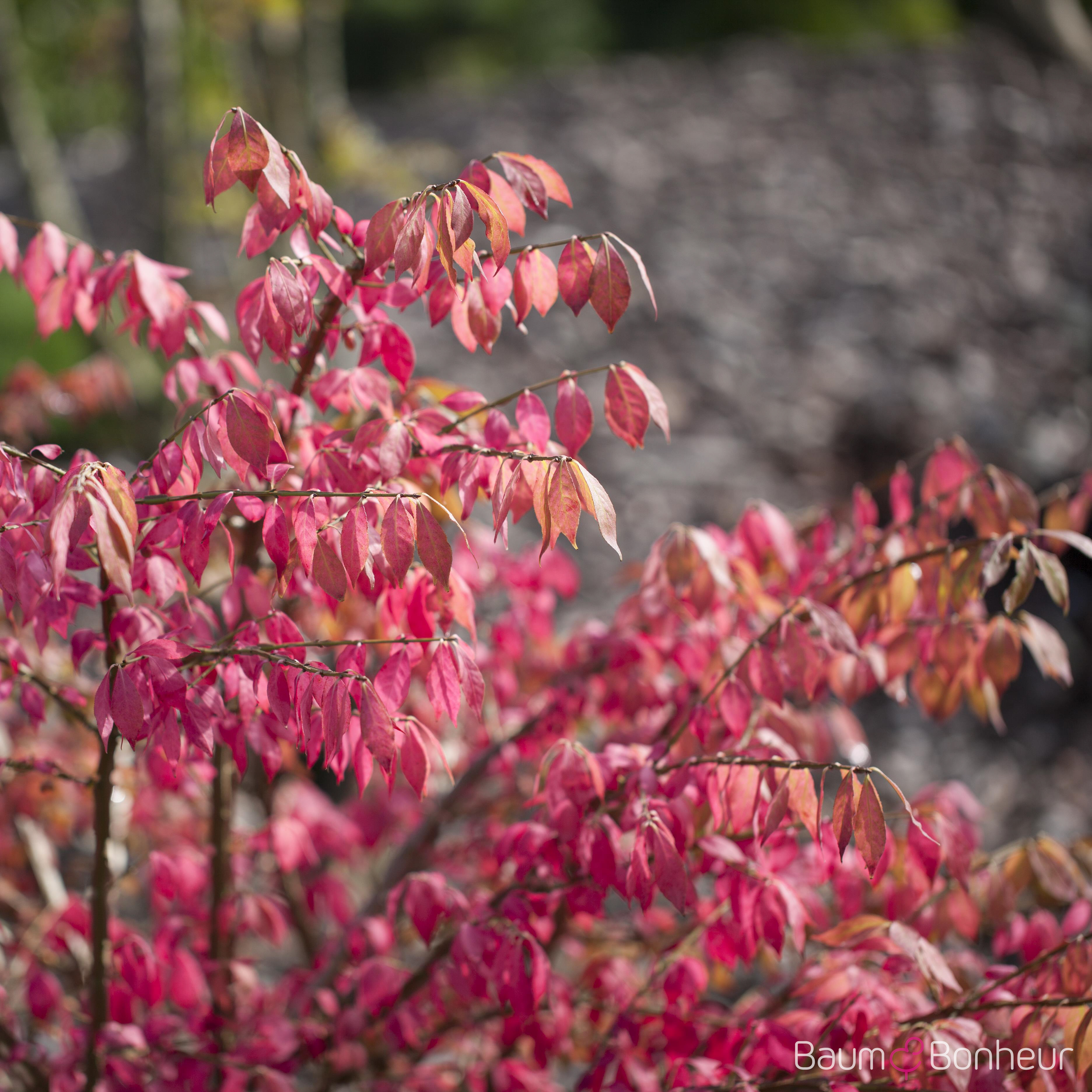 Euonymus alatus