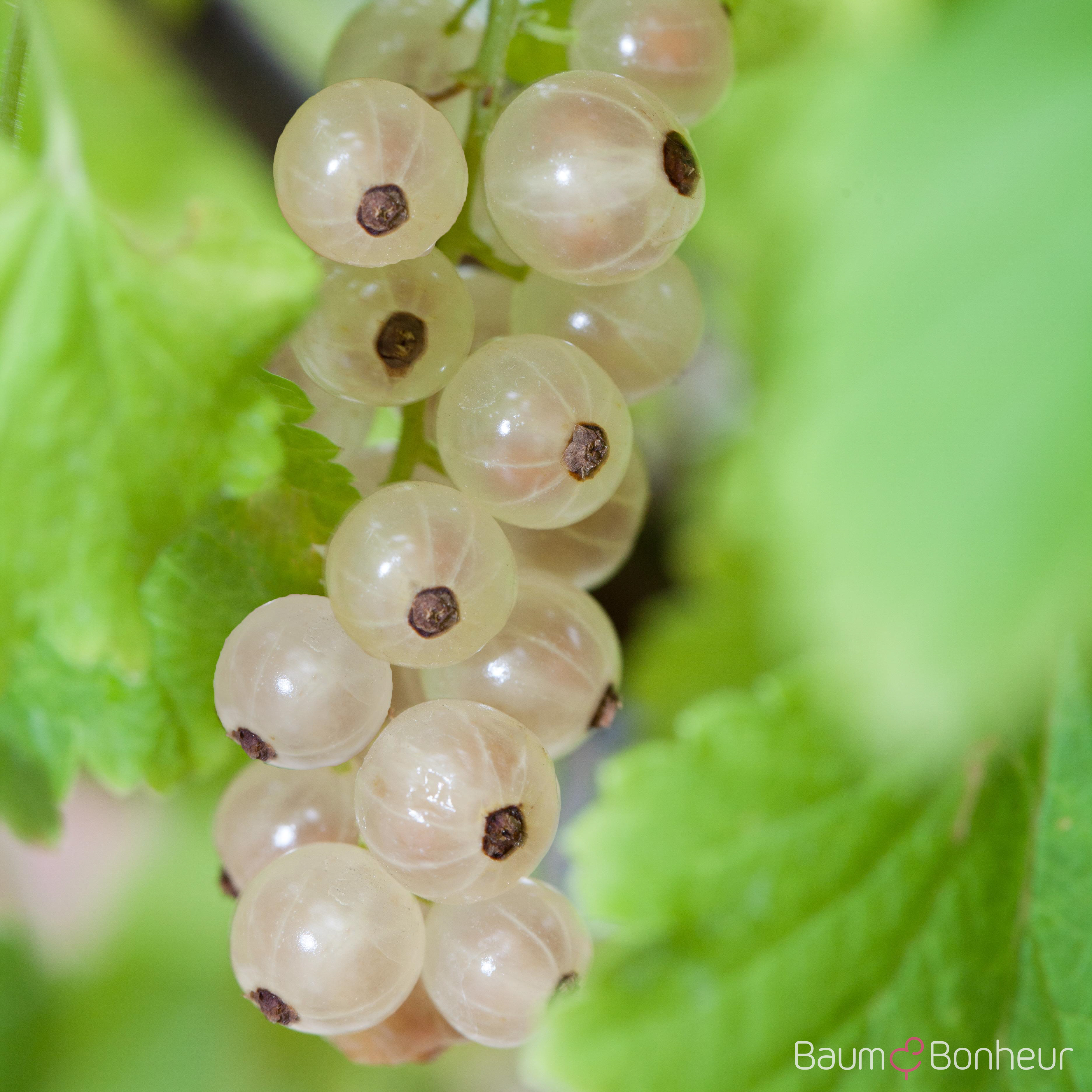 Ribes sativum 'Weiße Versailler'