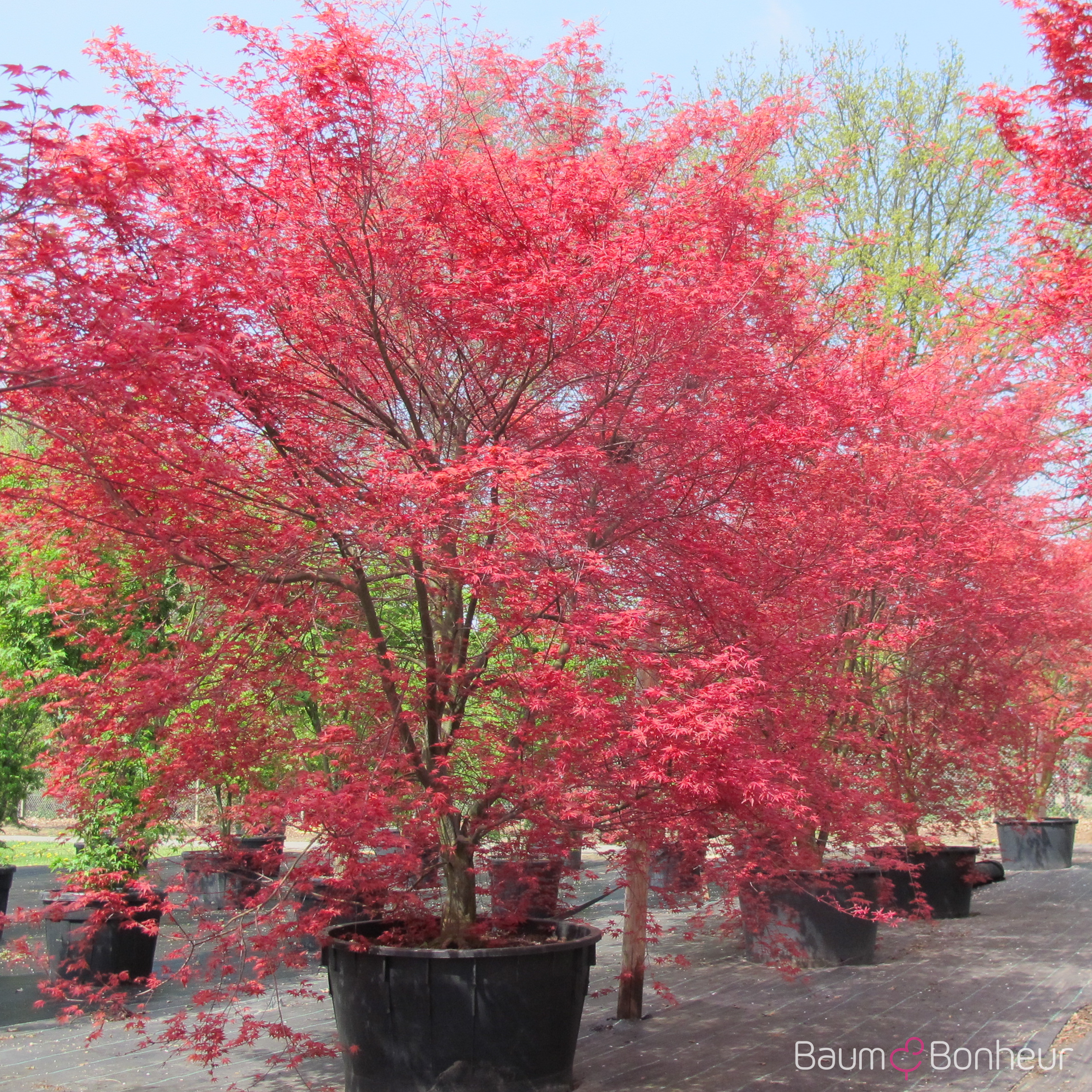 Acer palmatum 'Deshojo'